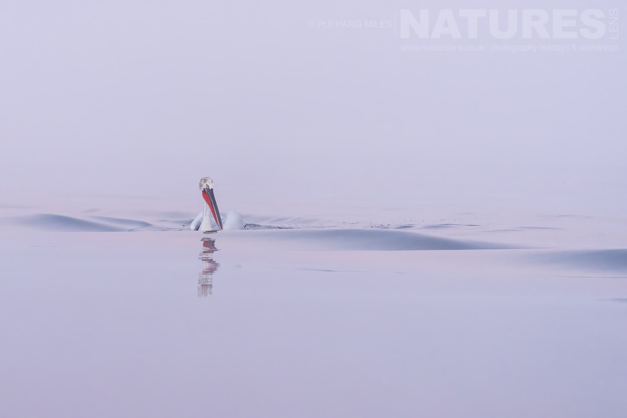 One Of The Pelicans Of Lake Kerkini Drifts On The Waters Of The Lake Photographed During A Natureslens Pelicans Of Lake Kerkini Photography Holiday