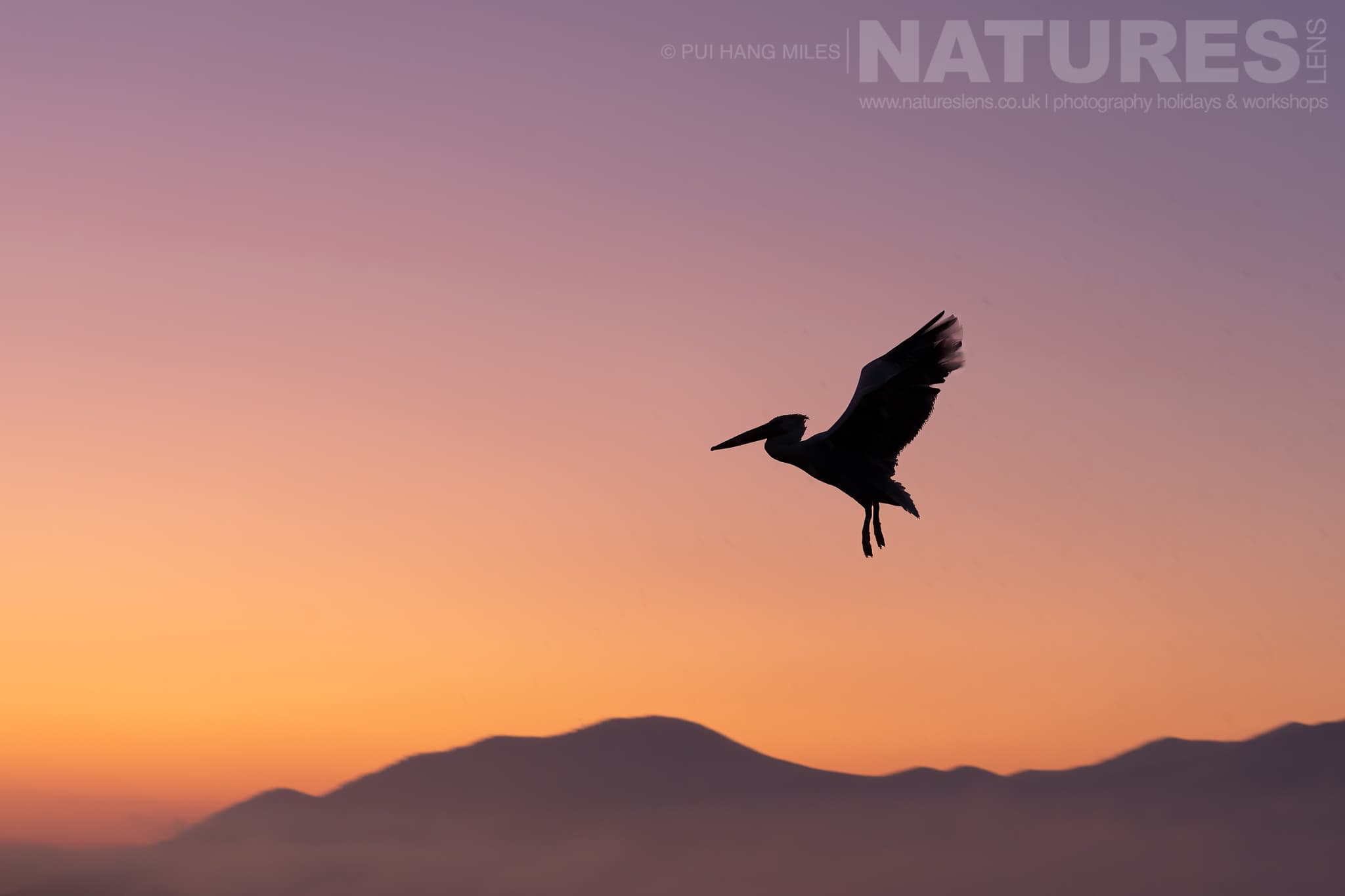 One Of The Pelicans Of Lake Kerkini Flies Across With The Mountains As The Backdrop Photographed During A Natureslens Pelicans Of Lake Kerkini Photography Holiday