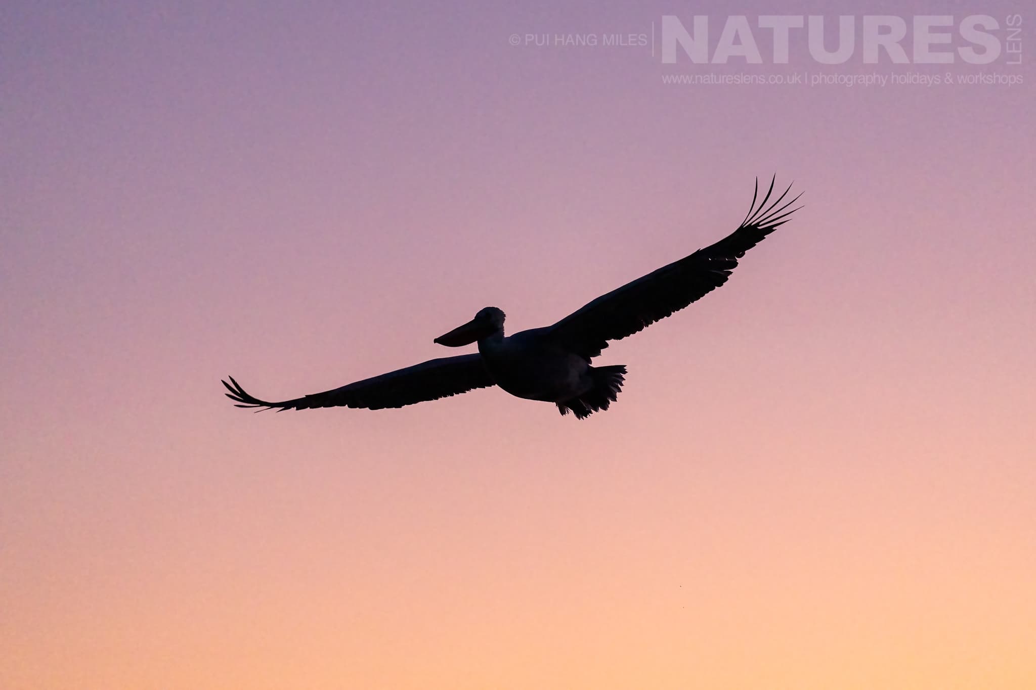 One Of The Pelicans Of Lake Kerkini Flies In The First Light Of The Day Photographed During A Natureslens Pelicans Of Lake Kerkini Photography Holiday