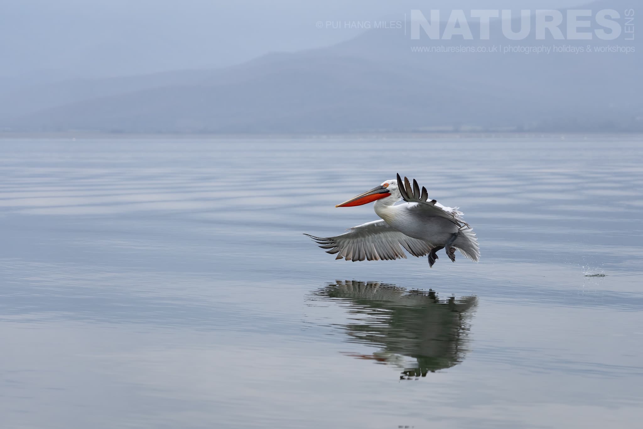 One Of The Pelicans Of Lake Kerkini Flies Over The Waters Of The Lake Photographed During A Natureslens Pelicans Of Lake Kerkini Photography Holiday