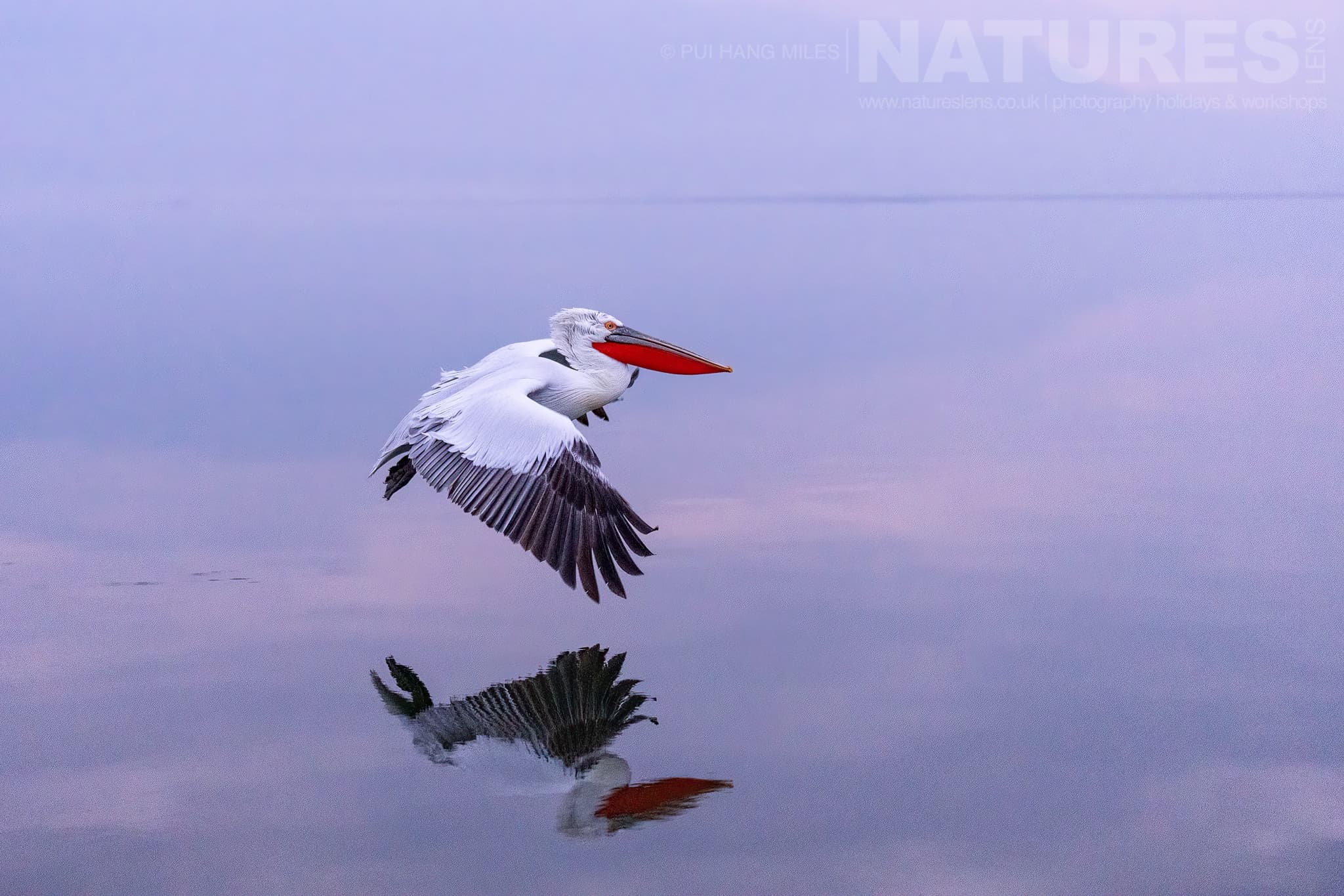 One Of The Pelicans Of Lake Kerkini Flying Over Still Waters Photographed During A Natureslens Pelicans Of Lake Kerkini Photography Holiday