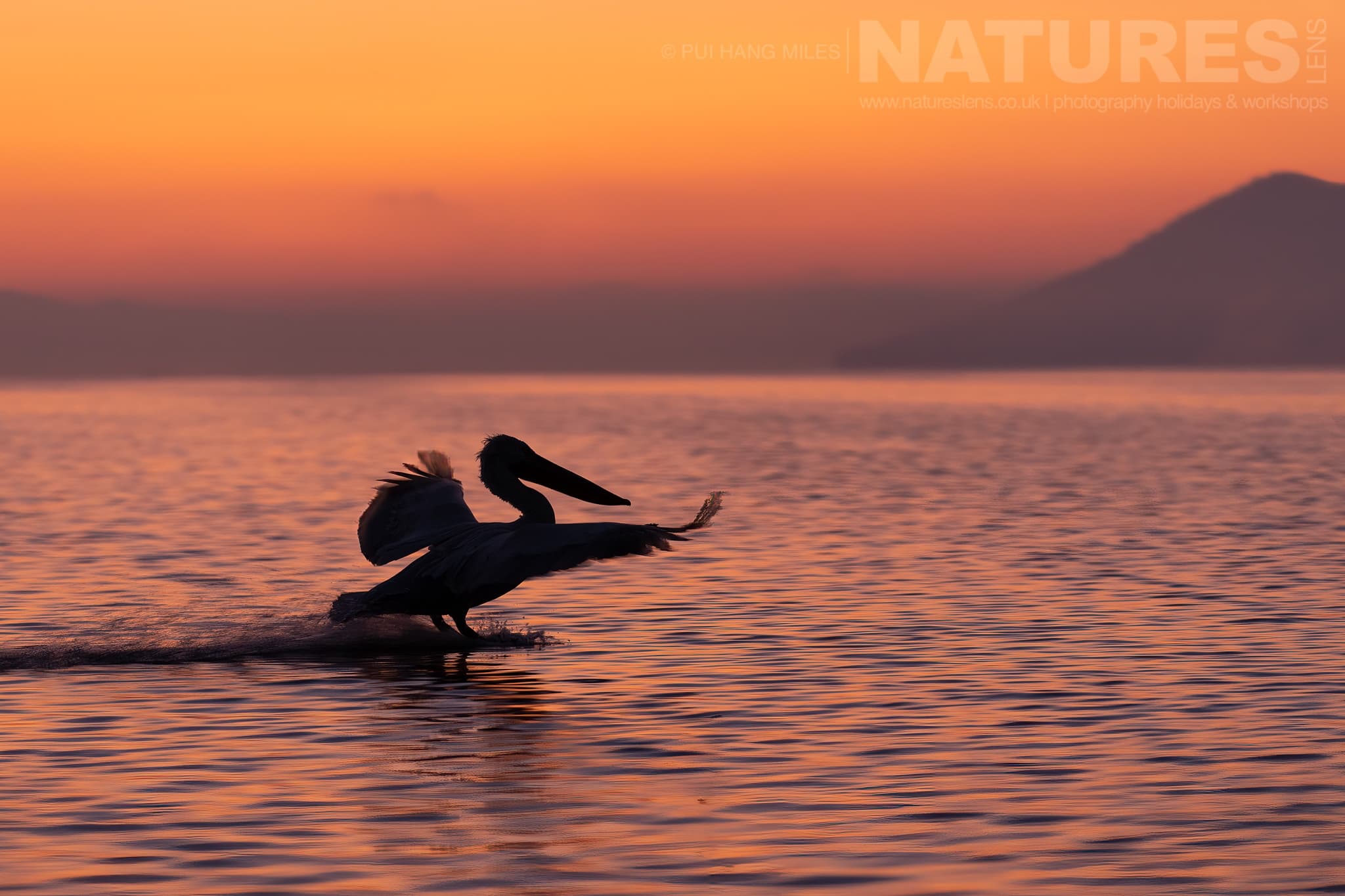 One Of The Pelicans Of Lake Kerkini Lands On The Waters Of The Lake As The Sun Rises Photographed During A Natureslens Pelicans Of Lake Kerkini Photography Holiday