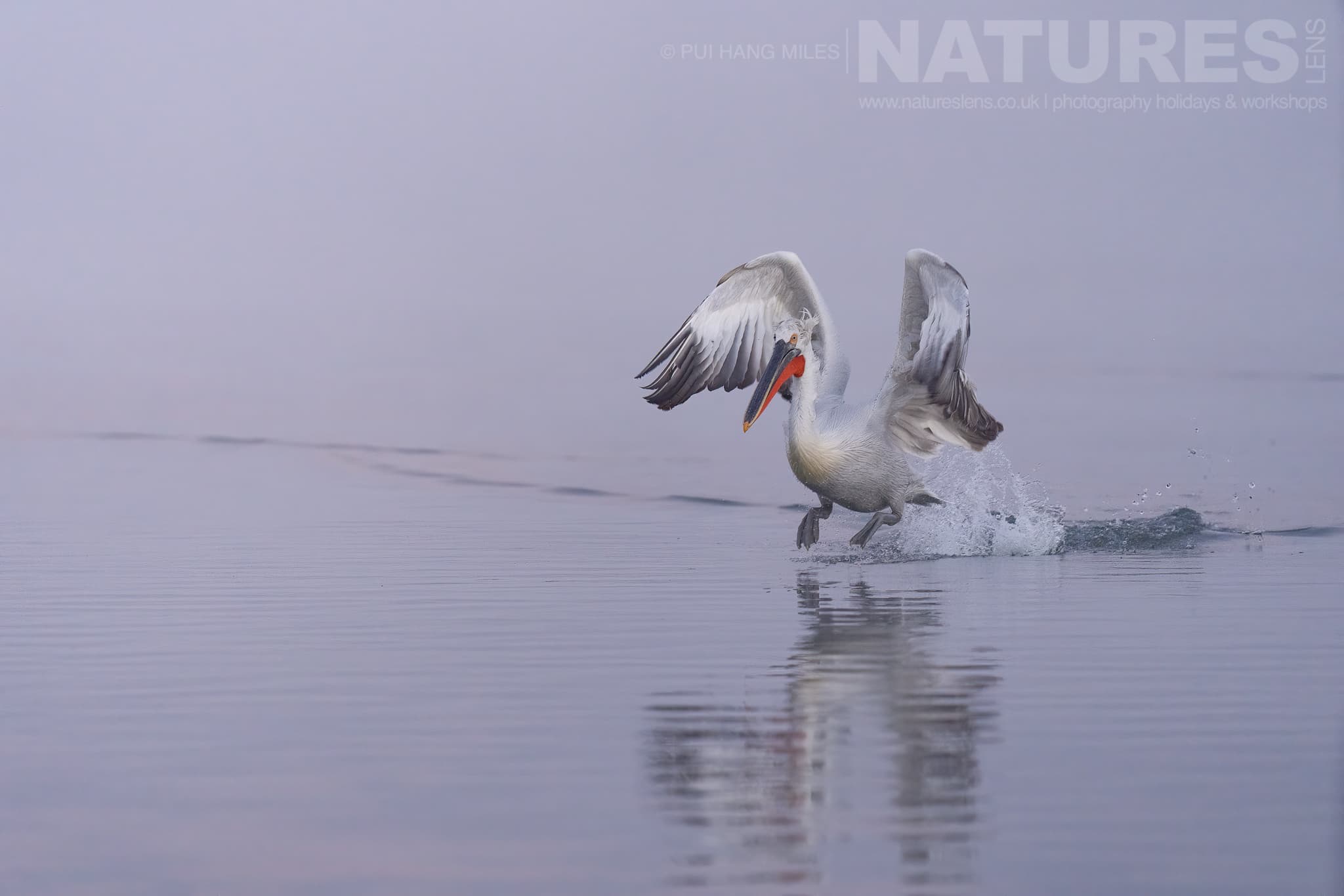 One Of The Pelicans Of Lake Kerkini Makes A Splash As It Lands On The Waters Of The Lake Photographed During A Natureslens Pelicans Of Lake Kerkini Photography Holiday