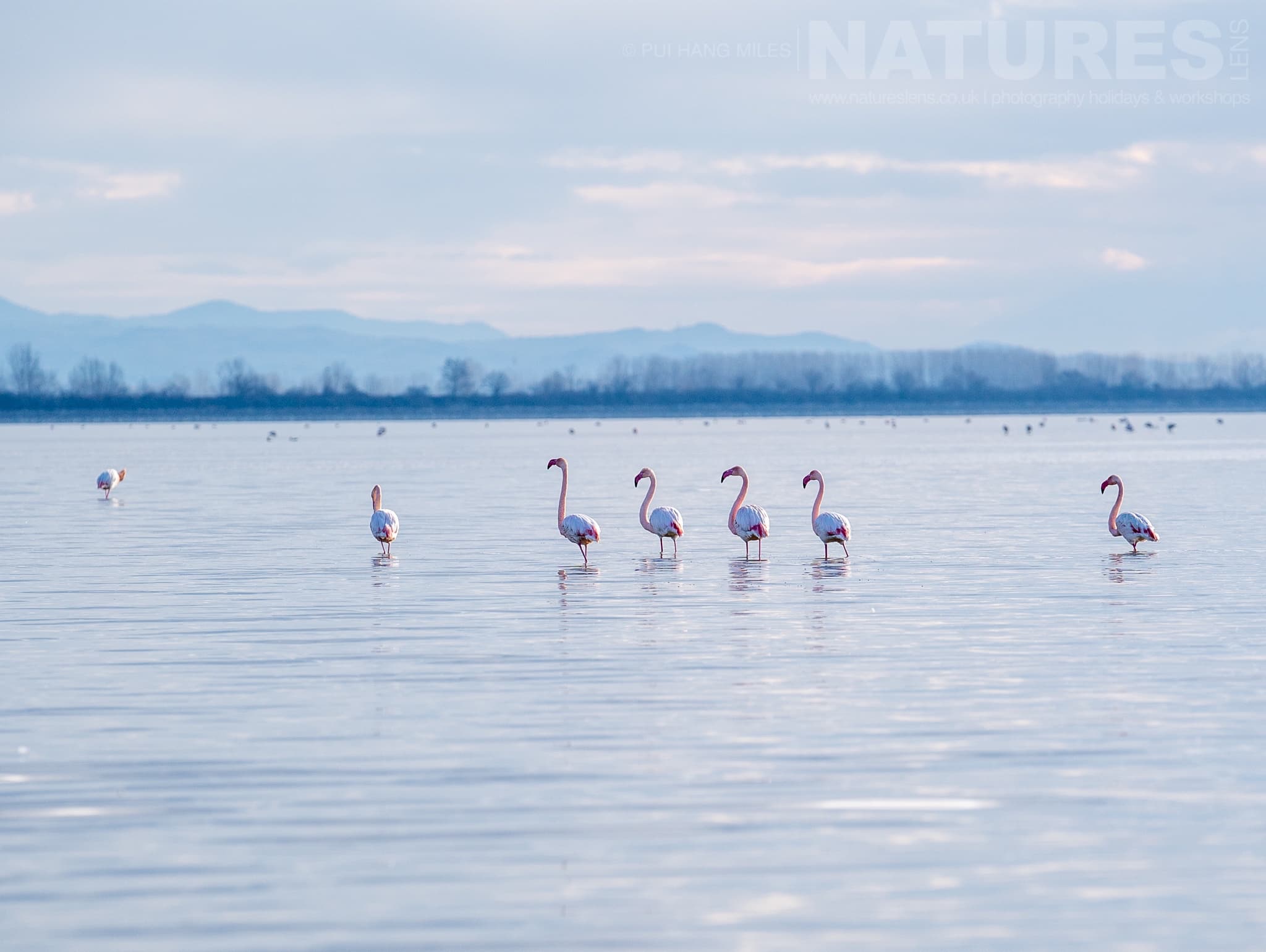 The Pelicans Are Not The Only Birds Found On Lake Kerkini, Flamingoes Are Common Photographed During A Natureslens Pelicans Of Lake Kerkini Photography Holiday