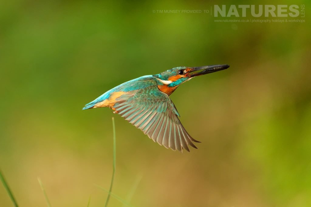 A Common Kingfisher In Flight One Of The Species That Features On The Natureslens Birds Of The Danube Delta Photography Holiday A Common Kingfisher In Flight