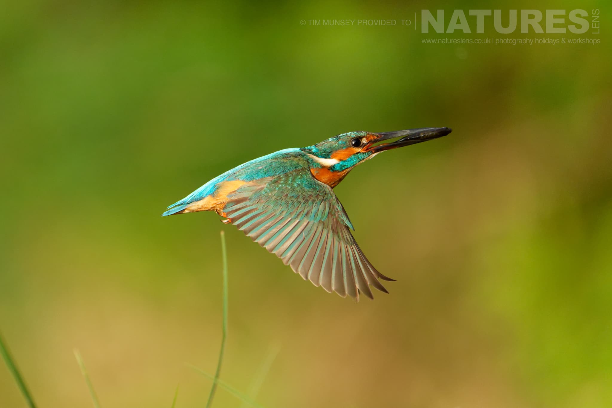 A Common Kingfisher In Flight One Of The Species That Features On The Natureslens Birds Of The Danube Delta Photography Holiday