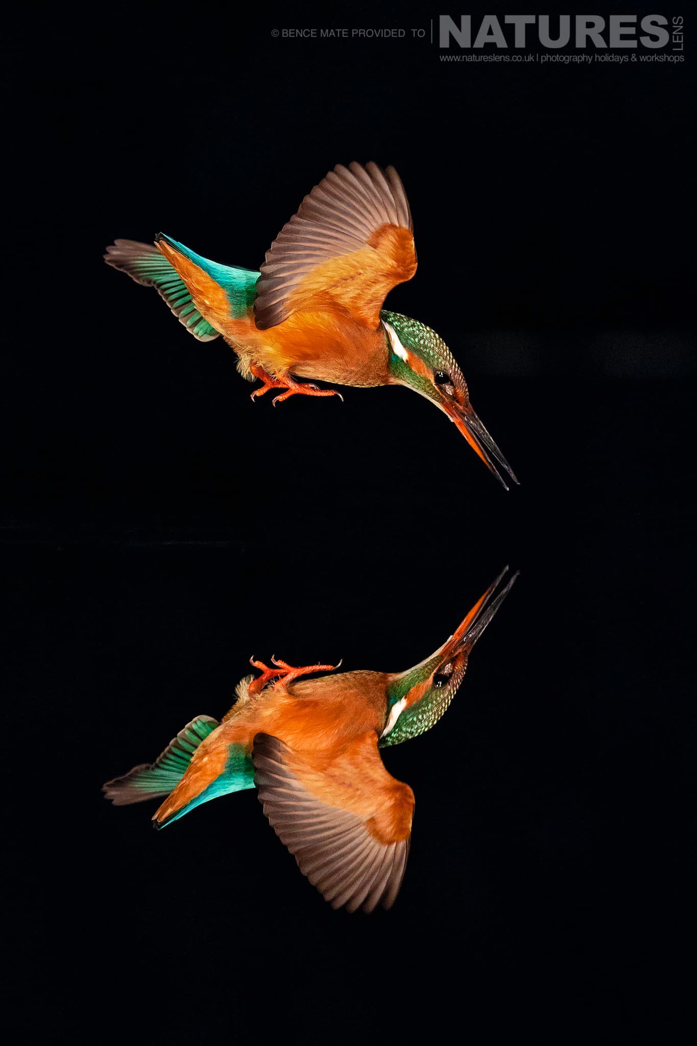 A diving kingfisher at Bence Máté's Photography Hides during the Hungarian Winter