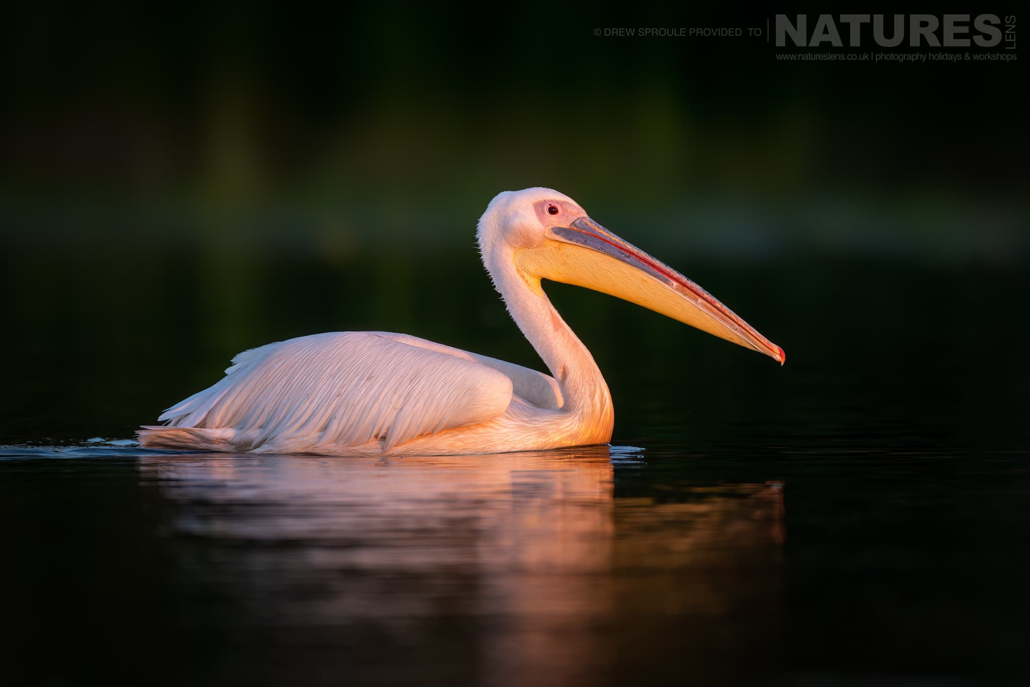 A Drifting White Pelican Typical Of The Kind Of Image You Will Capture During The Birdlife Of The Danube Delta Photography Trip