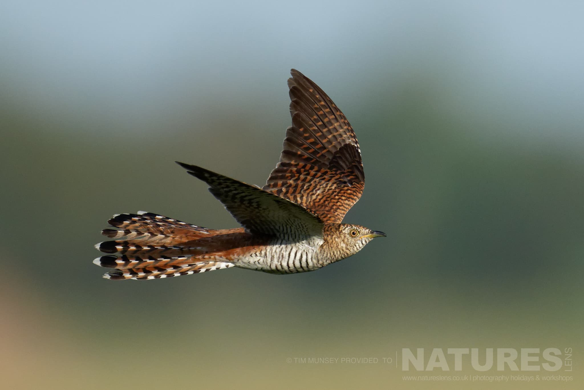 A Female Common Cuckoo In Flight One Of The Species That Features On The Natureslens Birds Of The Danube Delta Photography Holiday