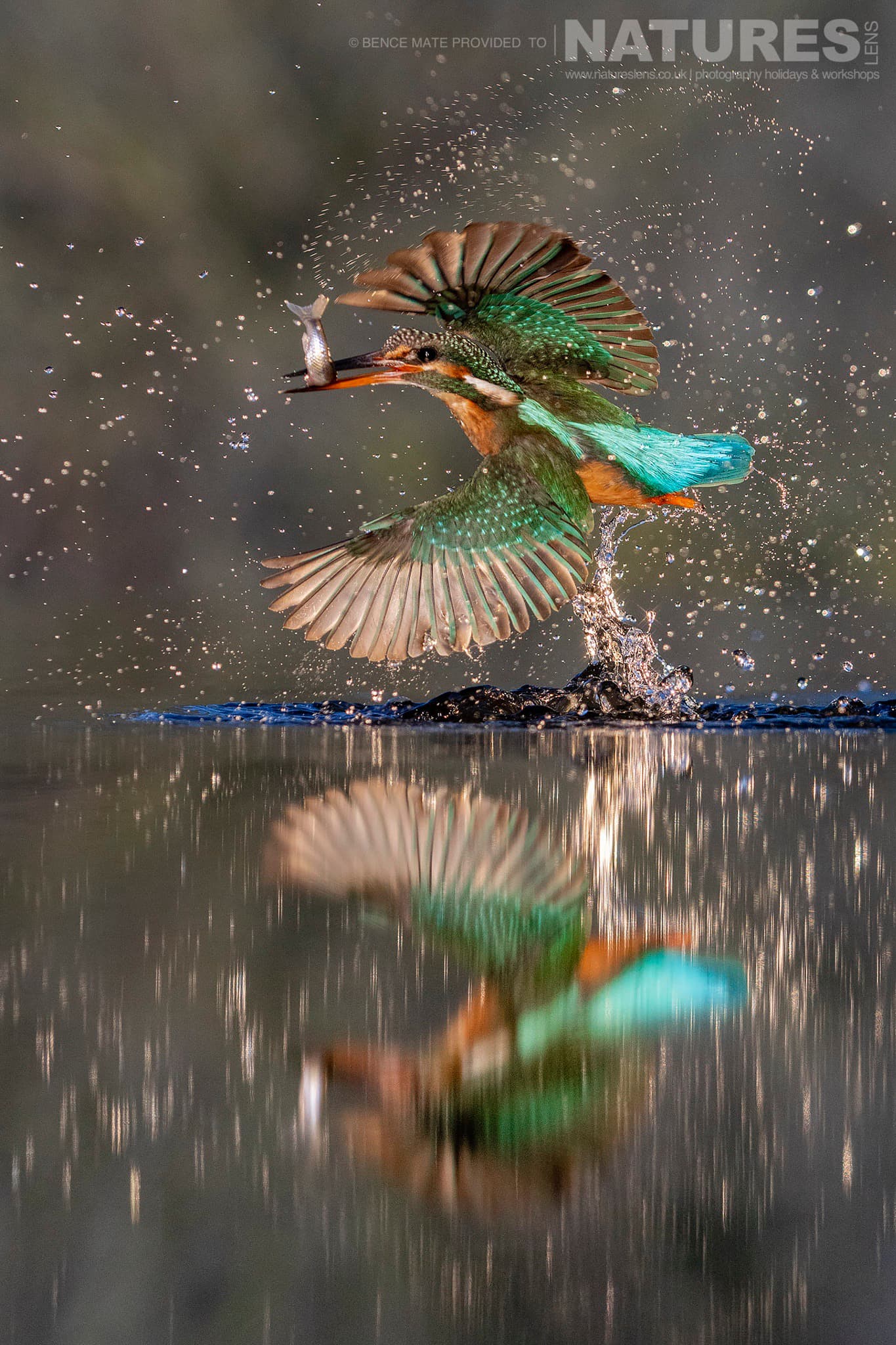 A kingfisher breaks free from the water at Bence Mátés Photography Hides during the Hungarian Winter