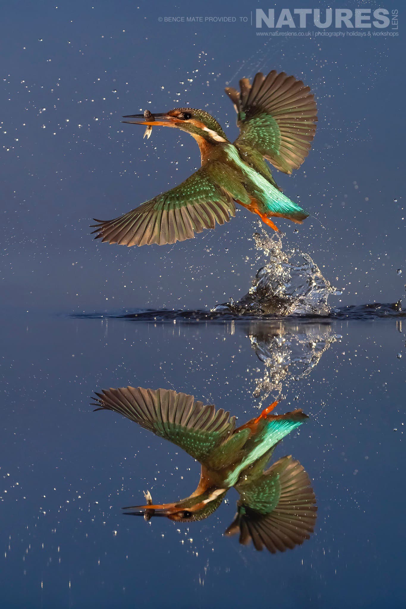 A kingfisher emerges from the water at Bence Mátés Photography Hides during the Hungarian Winter