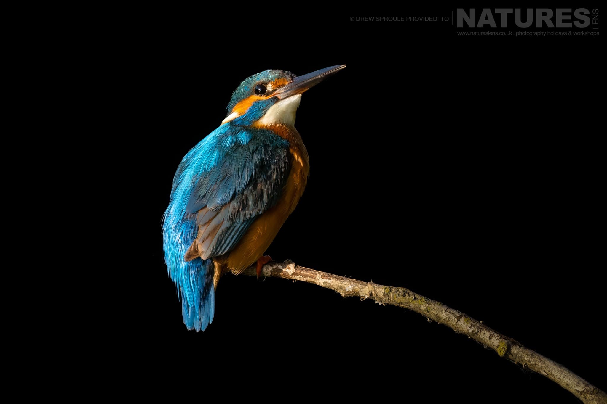A Kingfisher Perches Typical Of The Kind Of Image You Will Capture During The Birdlife Of The Danube Delta Photography Trip