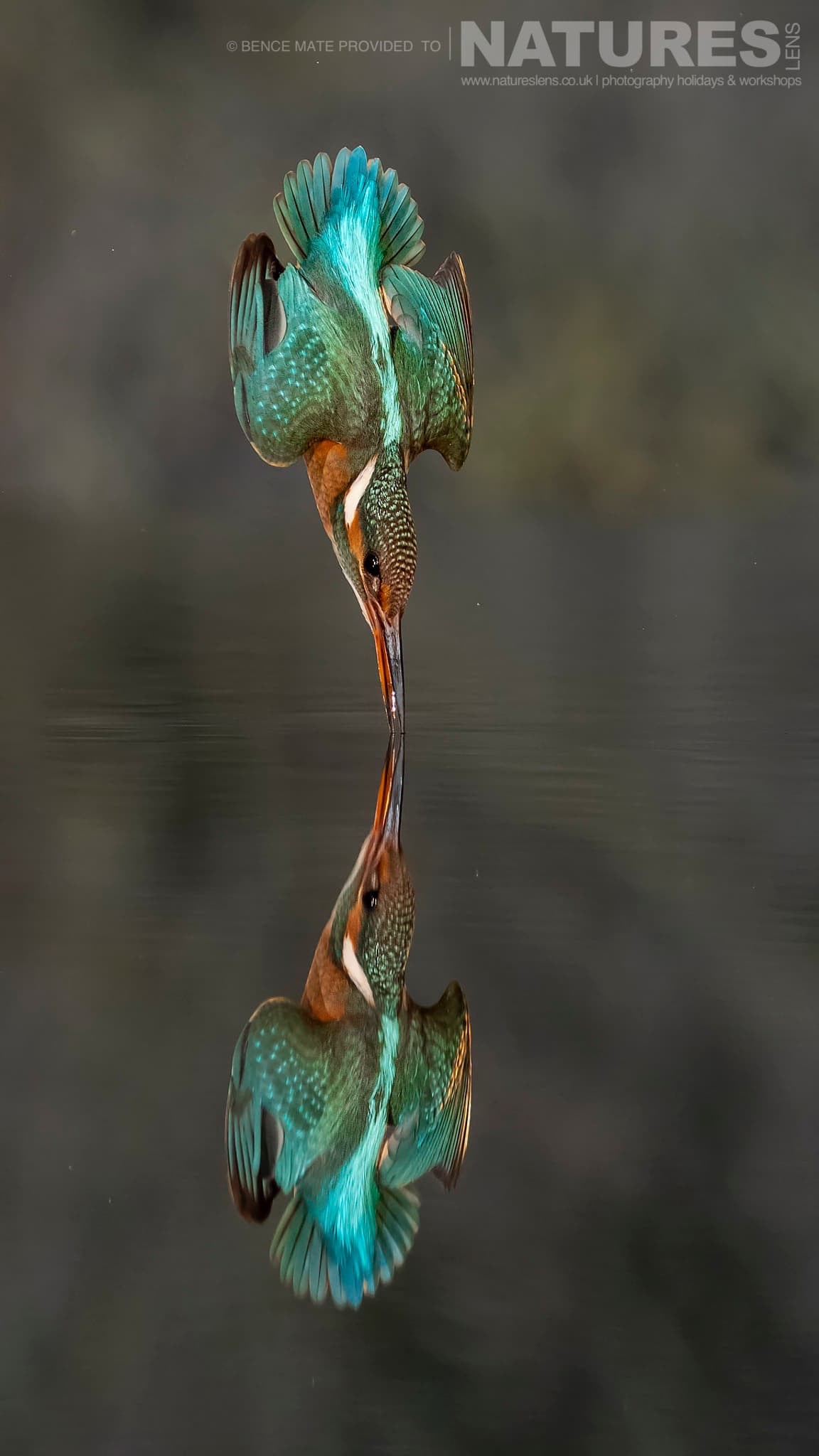 A kingfisher takes to the water at Bence Mátés Photography Hides during the Hungarian Winter