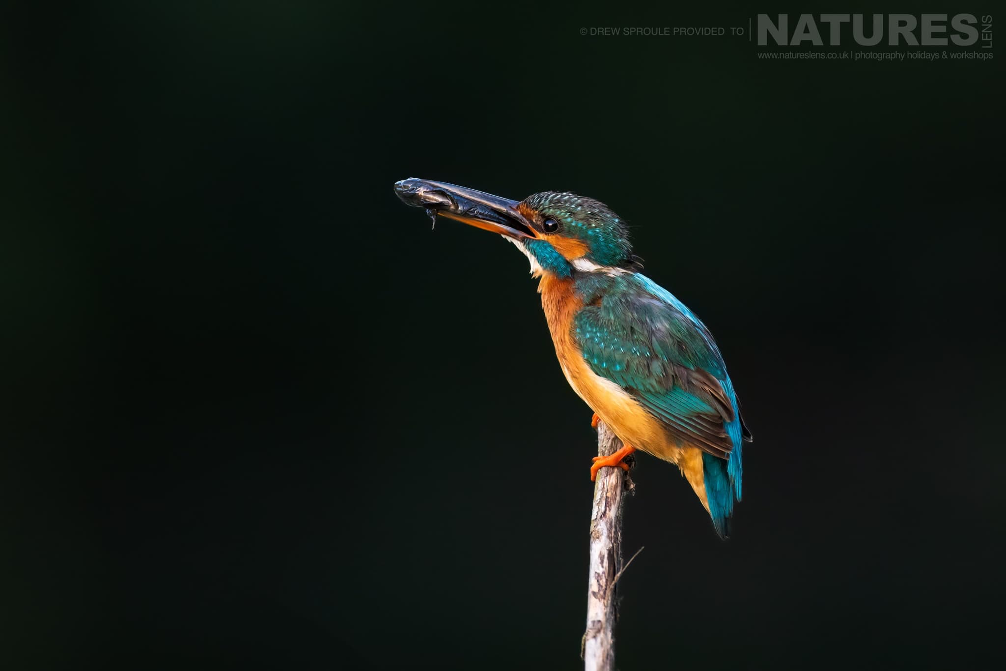A Kingfisher With A Fish In It's Beak Typical Of The Kind Of Image You Will Capture During The Birdlife Of The Danube Delta Photography Trip
