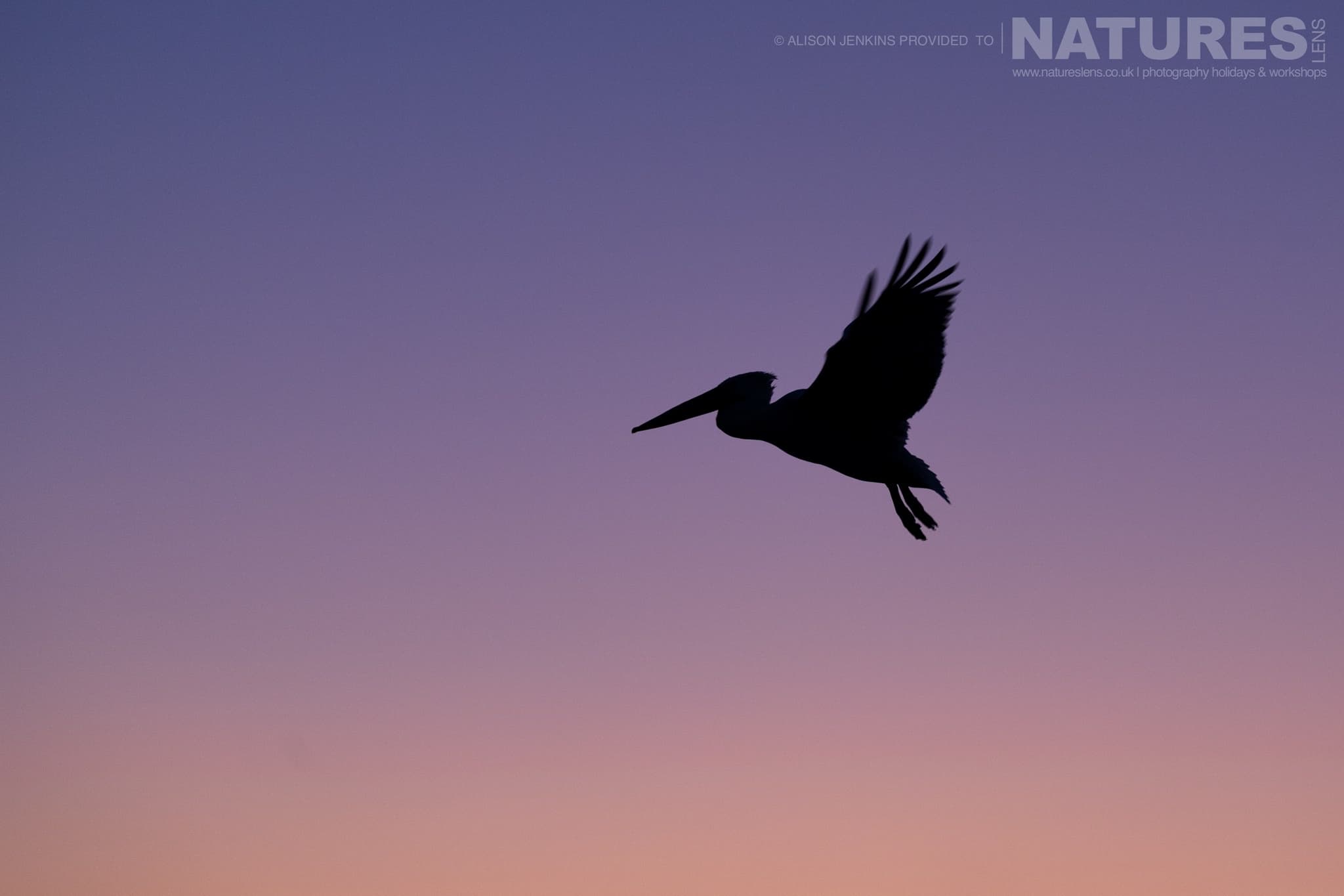 A Lone Pelican Flies Above The Waters Of Lake Kerkini At Sunrise Photographed During A Natureslens Wildlife Photography Holiday
