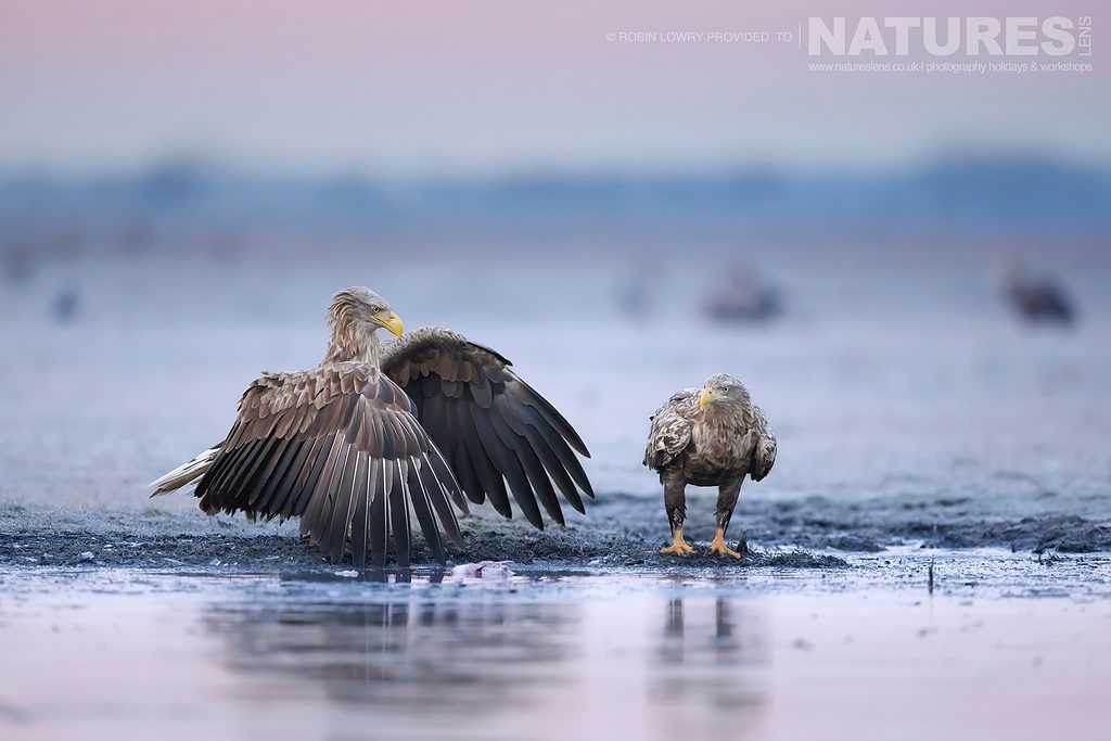 Robin Lowry Hortobagys Eagles 2023 Natureslens