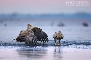 A Mantling White Tailed Eagle The Largest Bird Species Found Amongst The Wildlife Of The Hortobagy National Park In Hungary