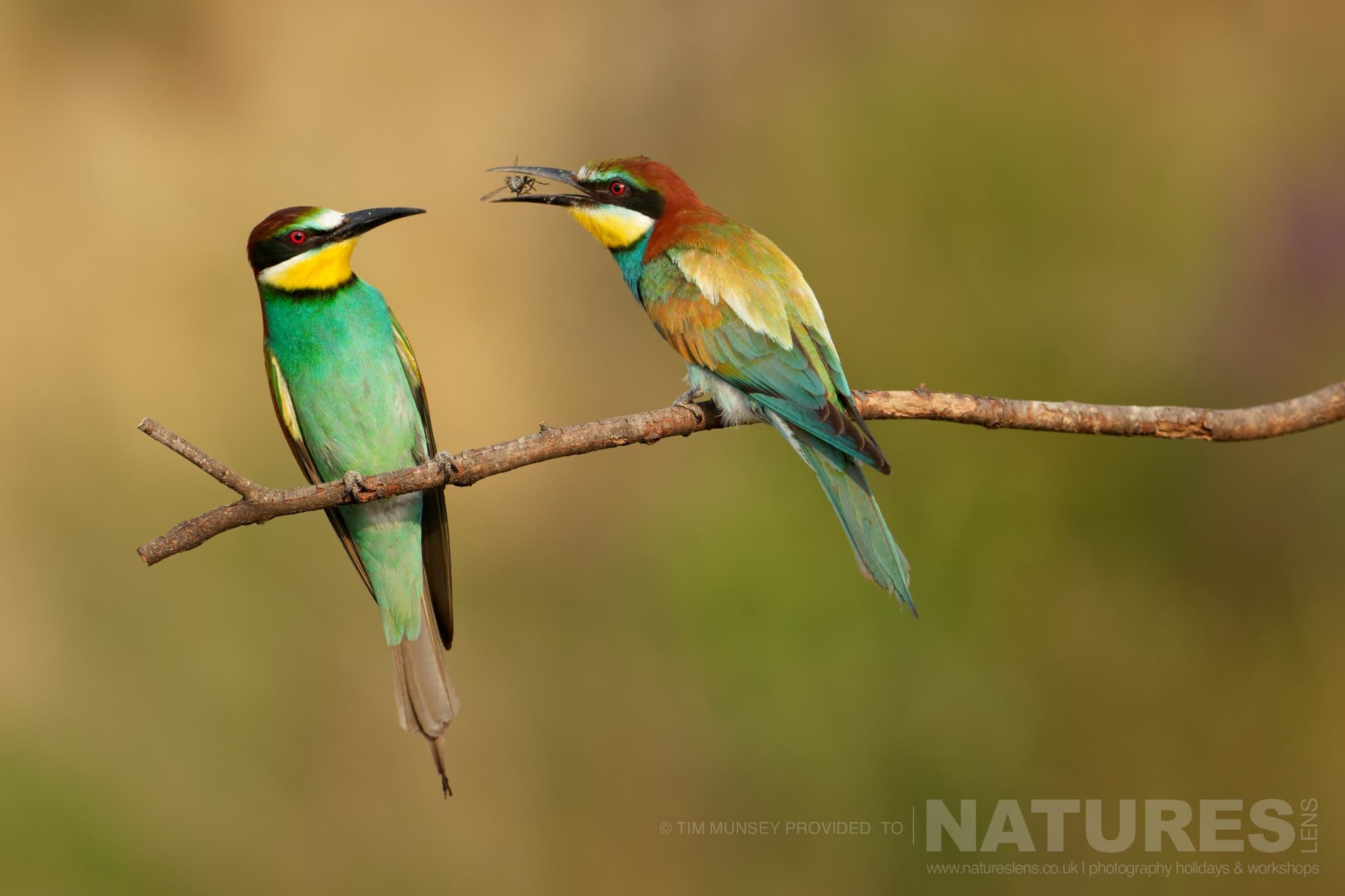 A Pair Of Bee Eaters Perform A Food Pass One Of The Species That Features On The Natureslens Birds Of The Danube Delta Photography Holiday