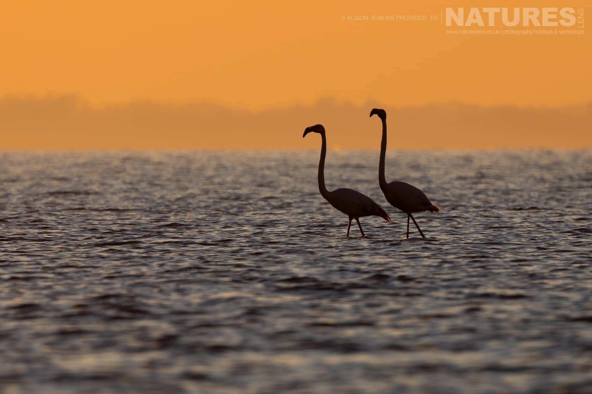 A Pair Of Flamingos Stride Through The Shallow Waters Of The Lake Photographed During A Natureslens Wildlife Photography Holiday