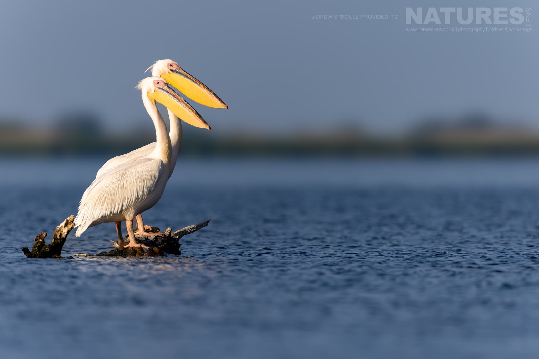 A Pair Of White Pelicans Side By Side Typical Of The Kind Of Image You Will Capture During The Birdlife Of The Danube Delta Photography Trip
