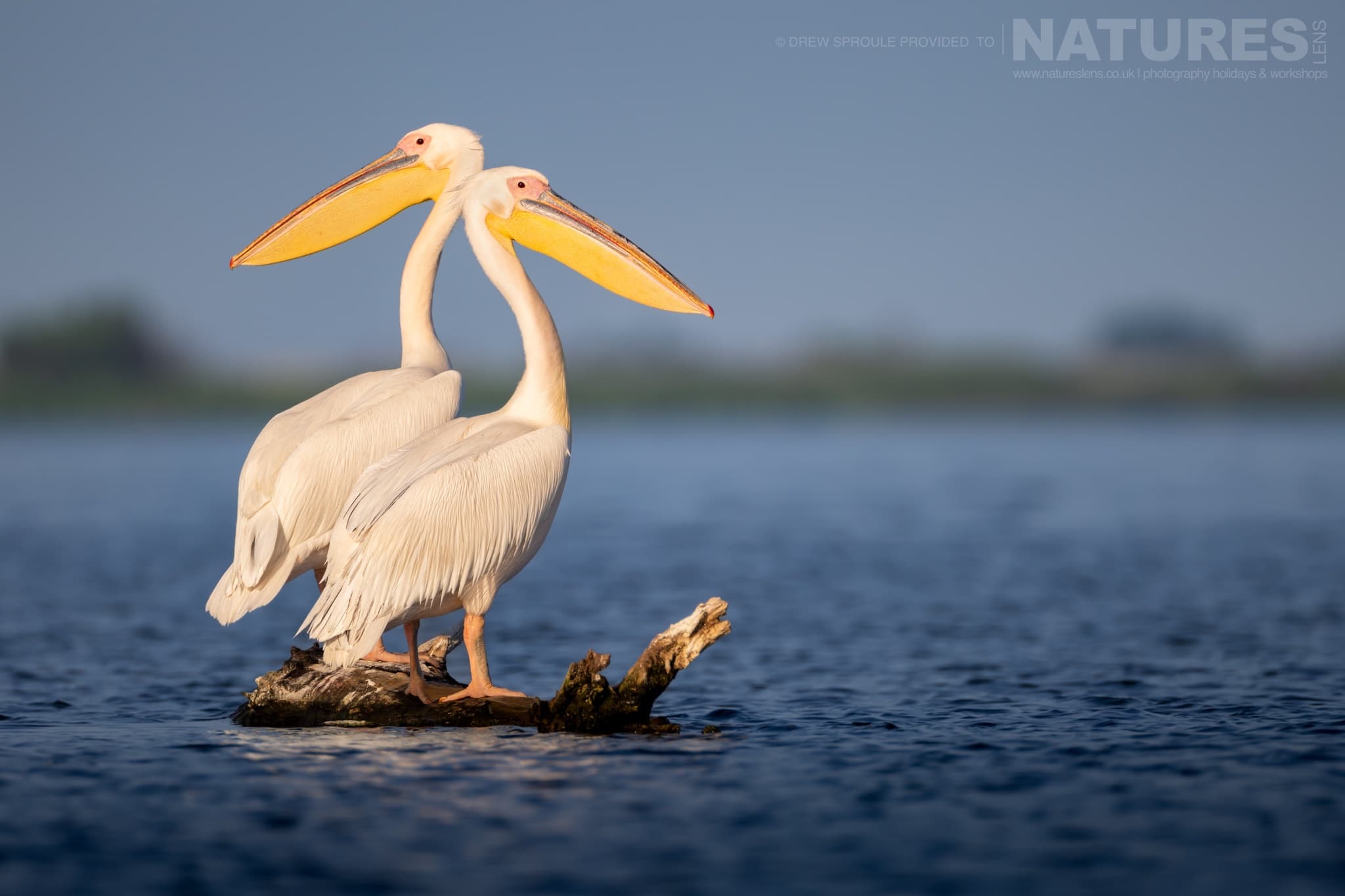 A Pair Of White Pelicans Typical Of The Kind Of Image You Will Capture During The Birdlife Of The Danube Delta Photography Trip