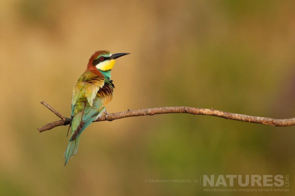 A Perched Bee Eater One Of The Species That Features On The Natureslens Birds Of The Danube Delta Photography Holiday A Perched European Bee-Eater In The Danube Delta