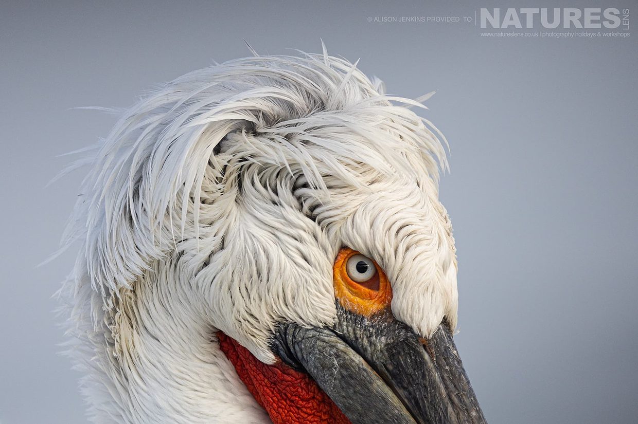 Discover the Magnificent Pelicans of Lake Kerkini in Photos