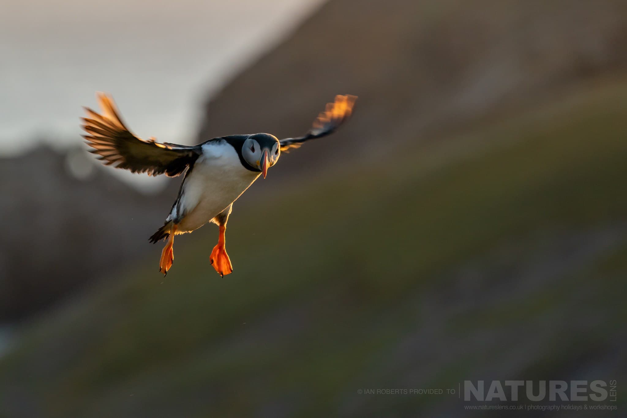 A Puffin Flies In, Illuminated From Behind By The Evening Sun This Image Was Captured By Ian Roberts During The Natureslens Welsh Puffins Of Skomer Island Photography Holiday