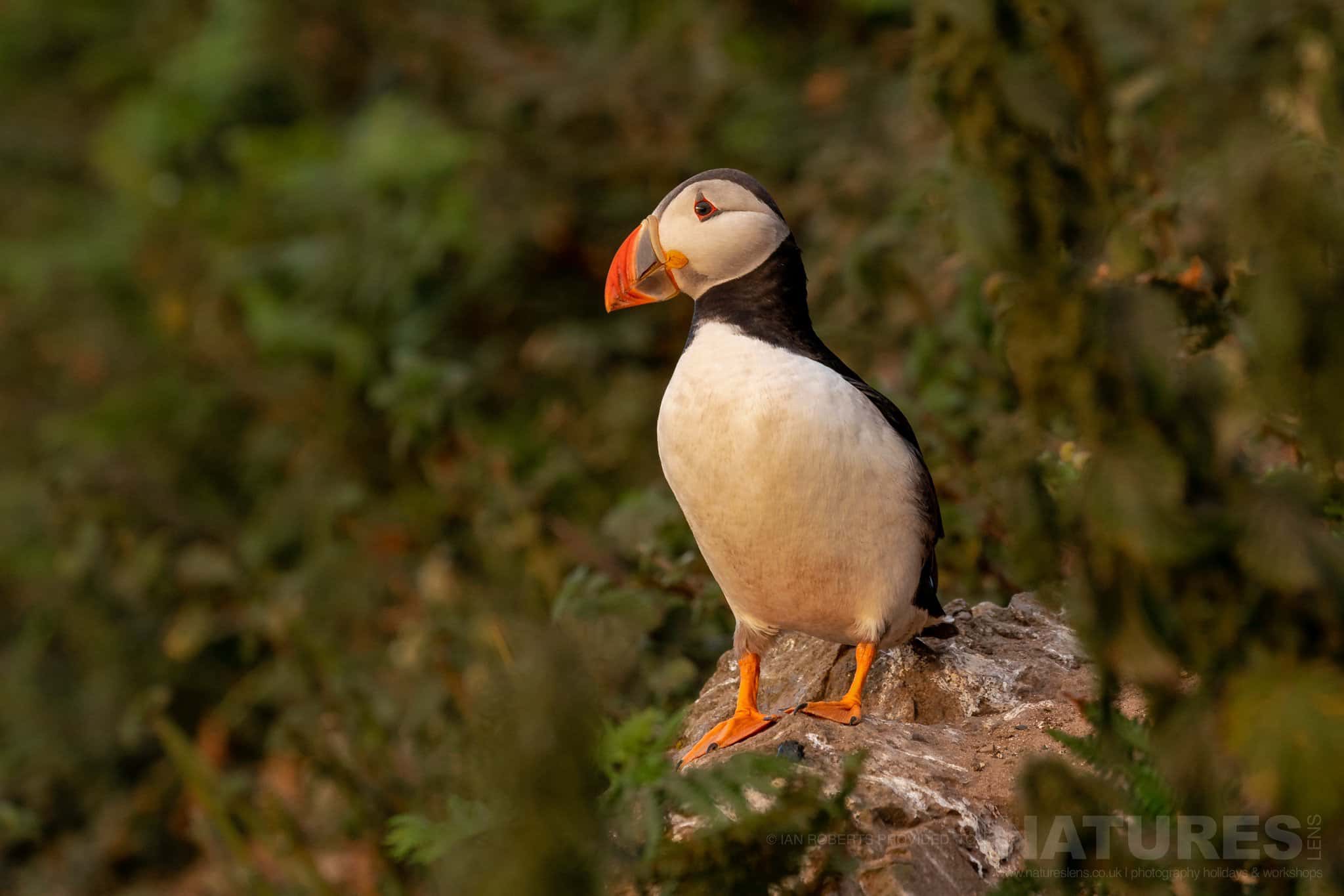 A Puffin Illuminated By The Evening Sun This Image Was Captured By Ian Roberts During The Natureslens Welsh Puffins Of Skomer Island Photography Holiday