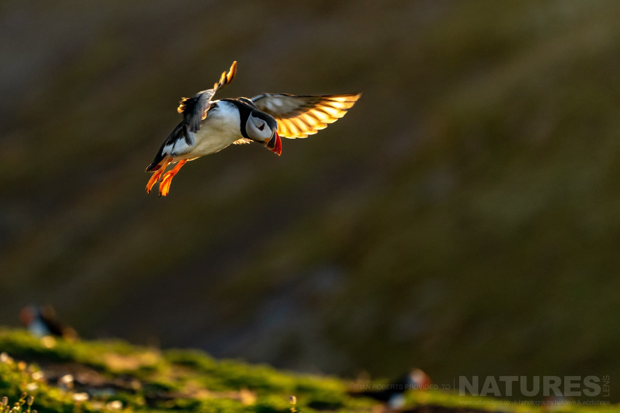 A Puffin Returns To The Island, Illuminated From Behind By The Evening Sun This Image Was Captured By Ian Roberts During The Natureslens Welsh Puffins Of Skomer Island Photography Holiday