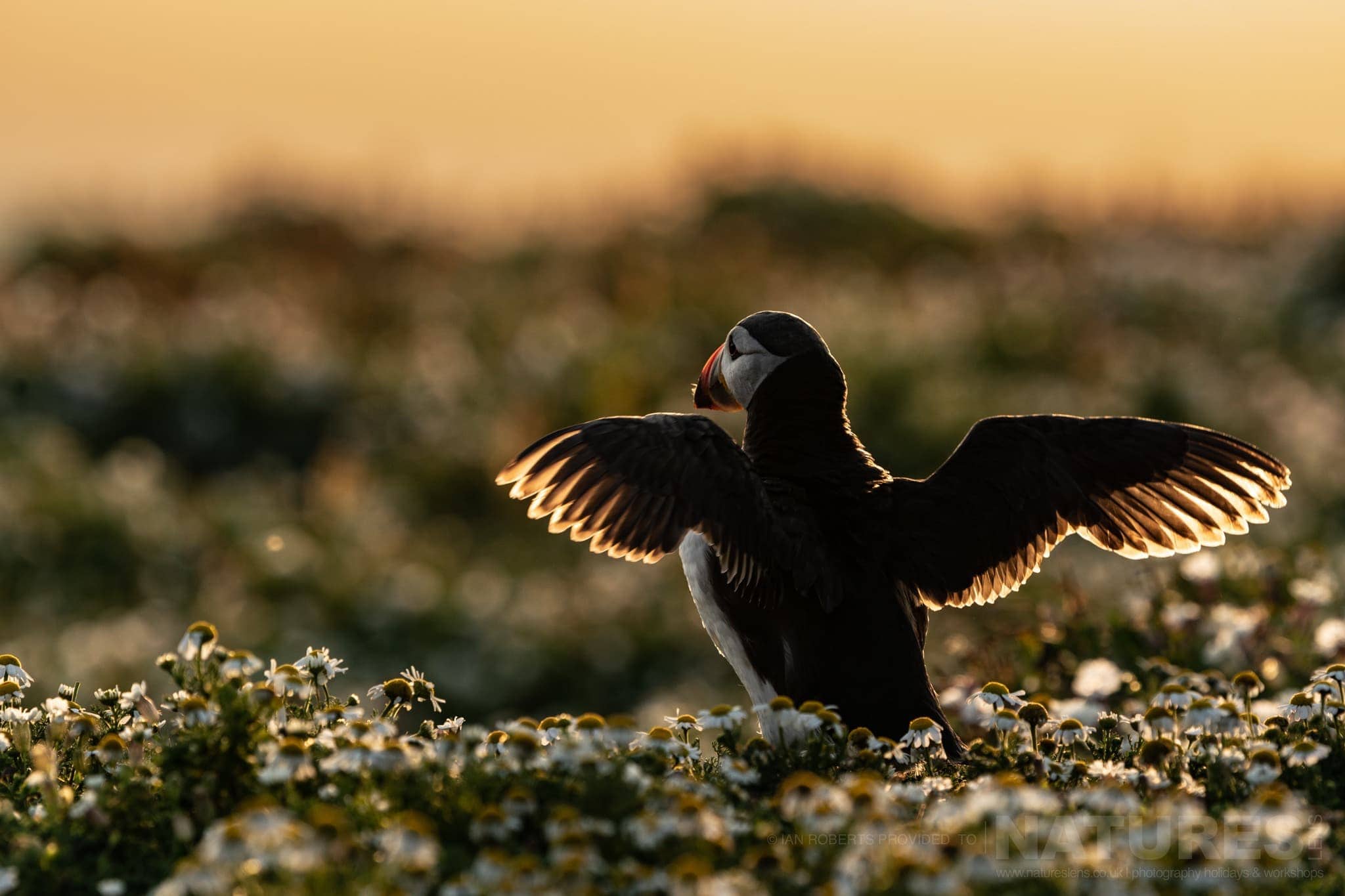 A Puffin Stretches It'S Wings, Illuminated From Behind By The Light Of The Rising Sun This Image Was Captured By Ian Roberts During The Natureslens Welsh Puffins Of Skomer Island Photography Holiday