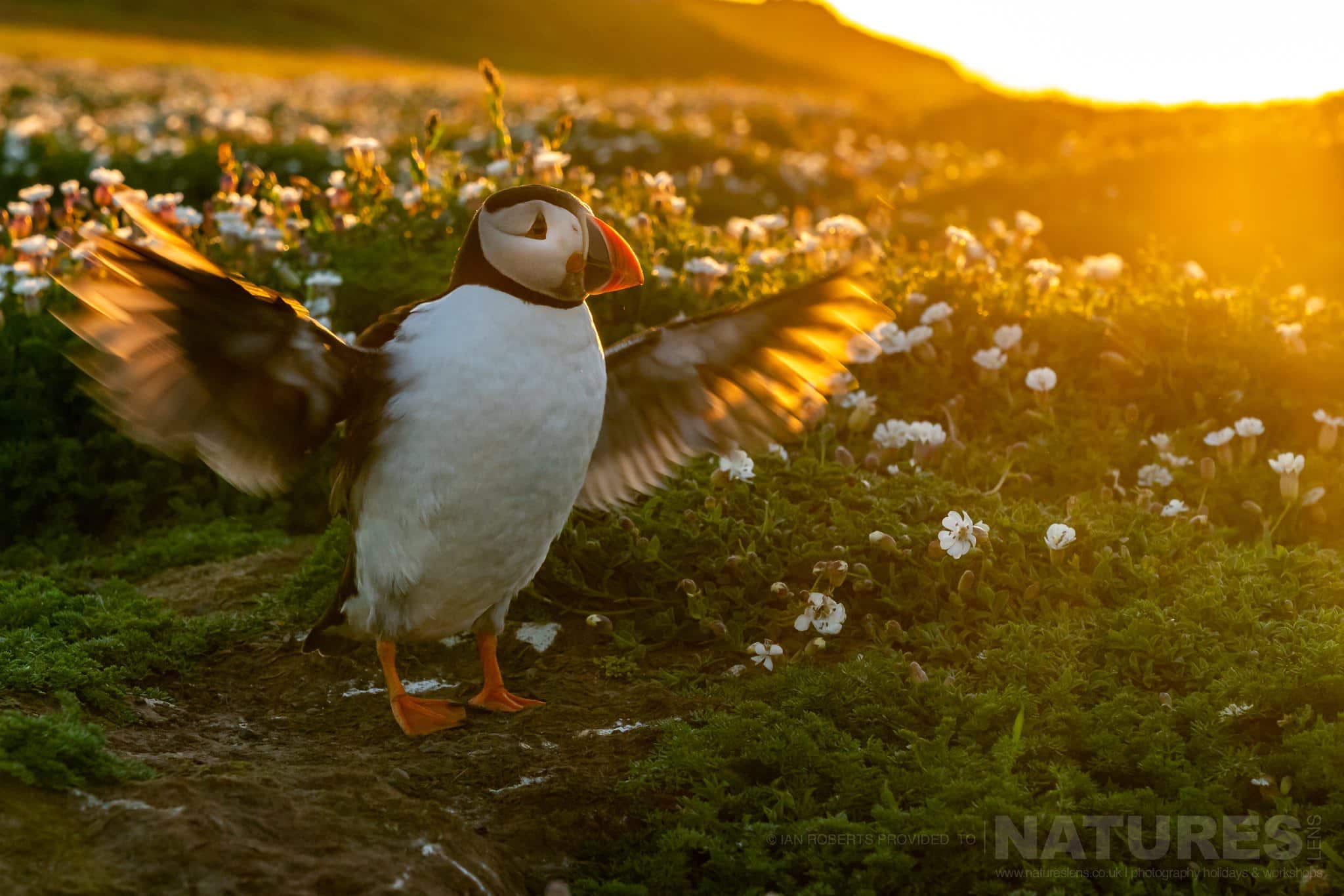 A Puffin Stretches It'S Wings, Illuminated From Behind By The Rising Sun This Image Was Captured By Ian Roberts During The Natureslens Welsh Puffins Of Skomer Island Photography Holiday