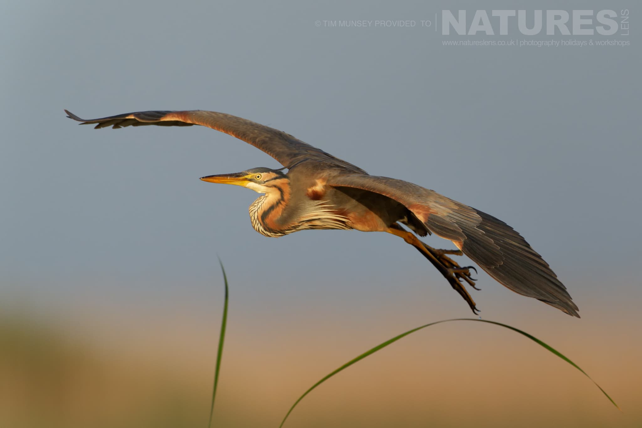 A Purple Heron In Flight One Of The Species That Features On The Natureslens Birds Of The Danube Delta Photography Holiday