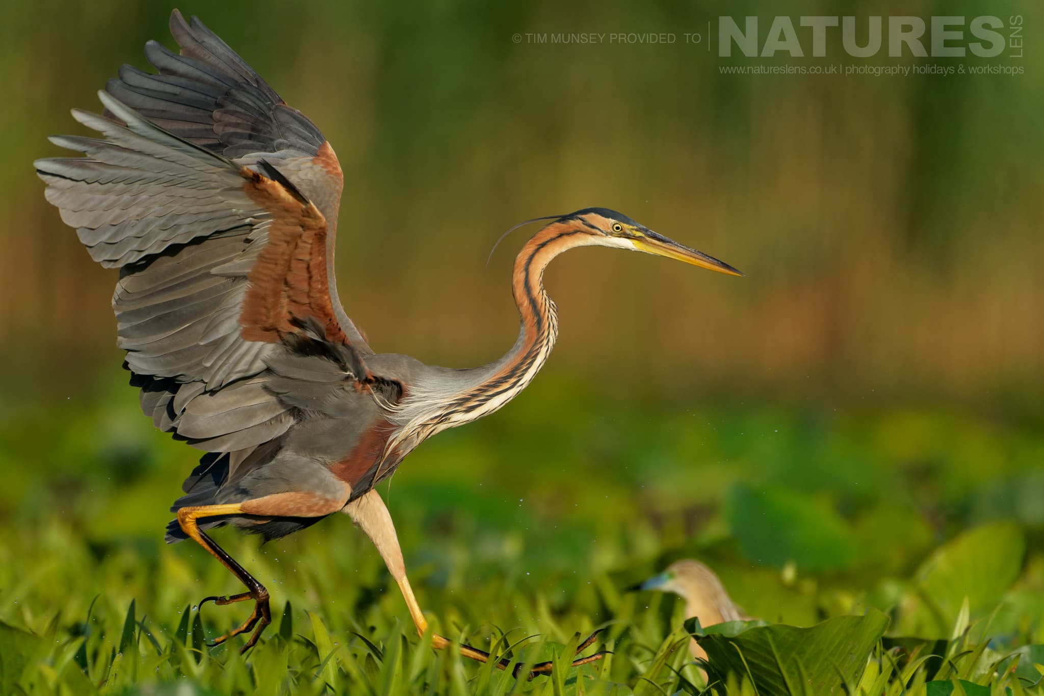 A Purple Heron Wades In The Delta One Of The Species That Features On The Natureslens Birds Of The Danube Delta Photography Holiday