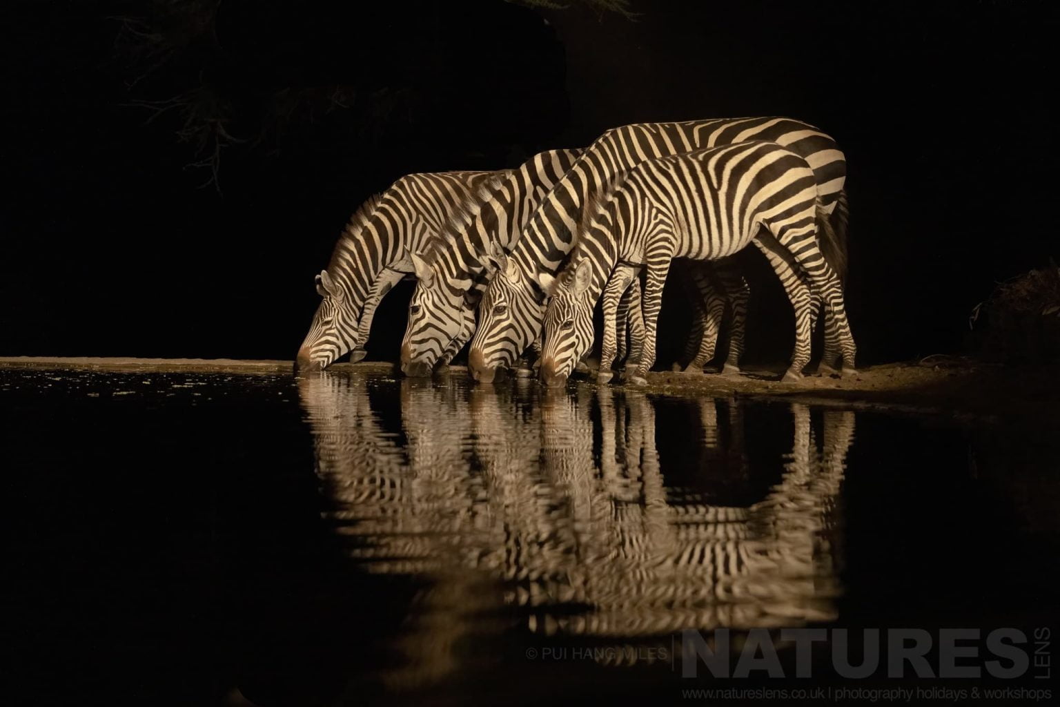 A Quartet Of Zebra Photographed At Night From The Hide That Is Available To Guests Joining What Natureslens Consider To Be The Ultimate African Wildlife Holiday In Kenya'S Rift Valley