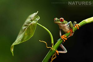 A Red Eyed Tree Frog Photograhed During A Natureslens Photography Tour Of Costa Rica