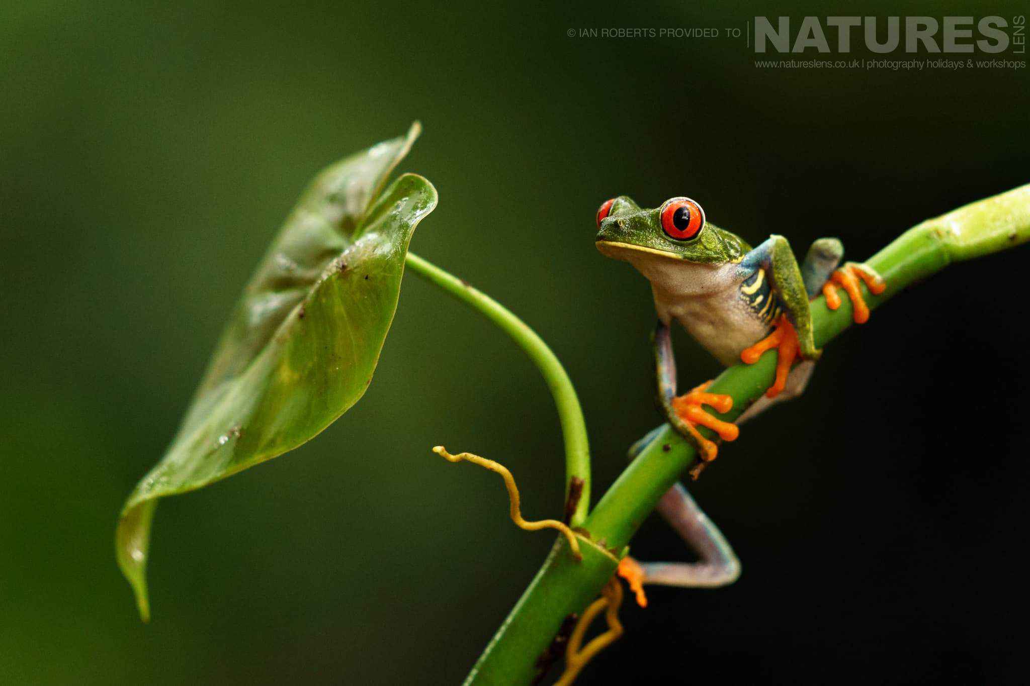 A Red Eyed Tree Frog Photograhed During A Natureslens Photography Tour Of Costa Rica