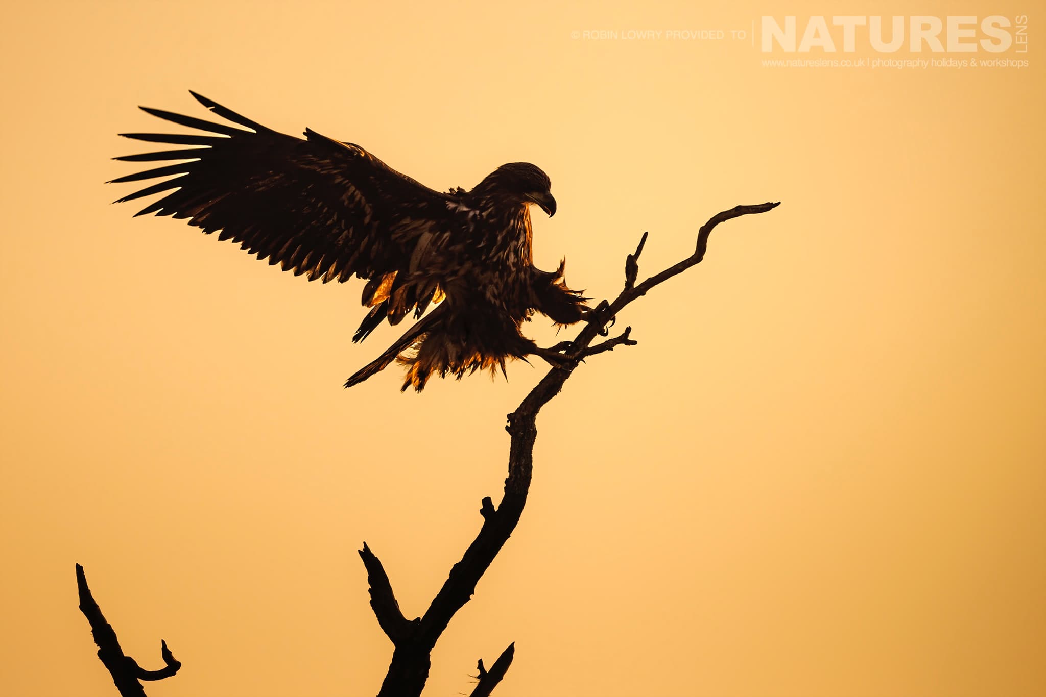 A Silhouetted White Tailed Eagle Lands On A Try Against A Golden Sky The Largest Bird Species Found Amongst The Wildlife Of The Hortobágy National Park In Hungary