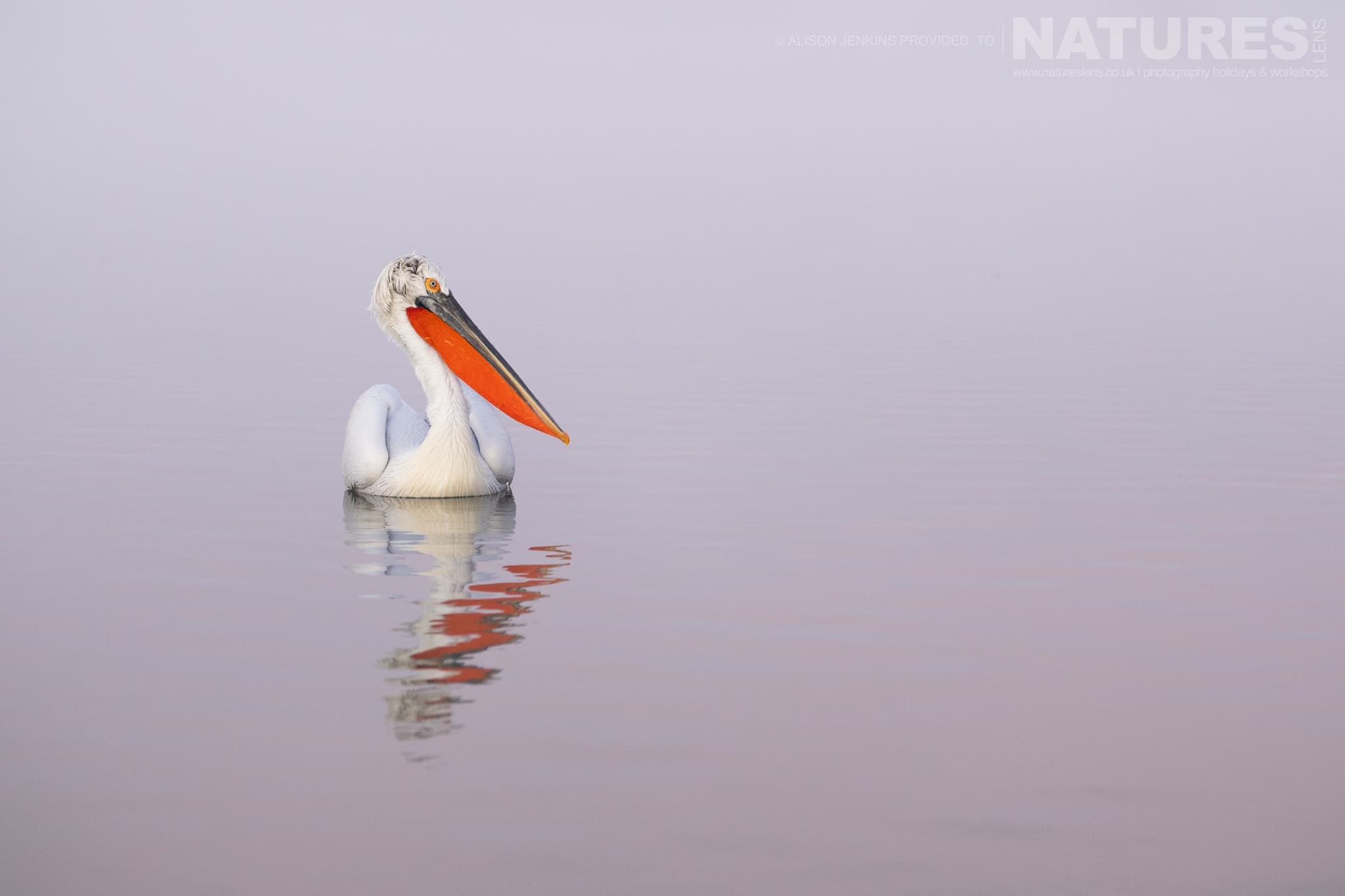 A Solo Pelican Of Lake Kerkini Drifts Serenely On The Waters Of The Lake Photographed During A Natureslens Wildlife Photography Holiday