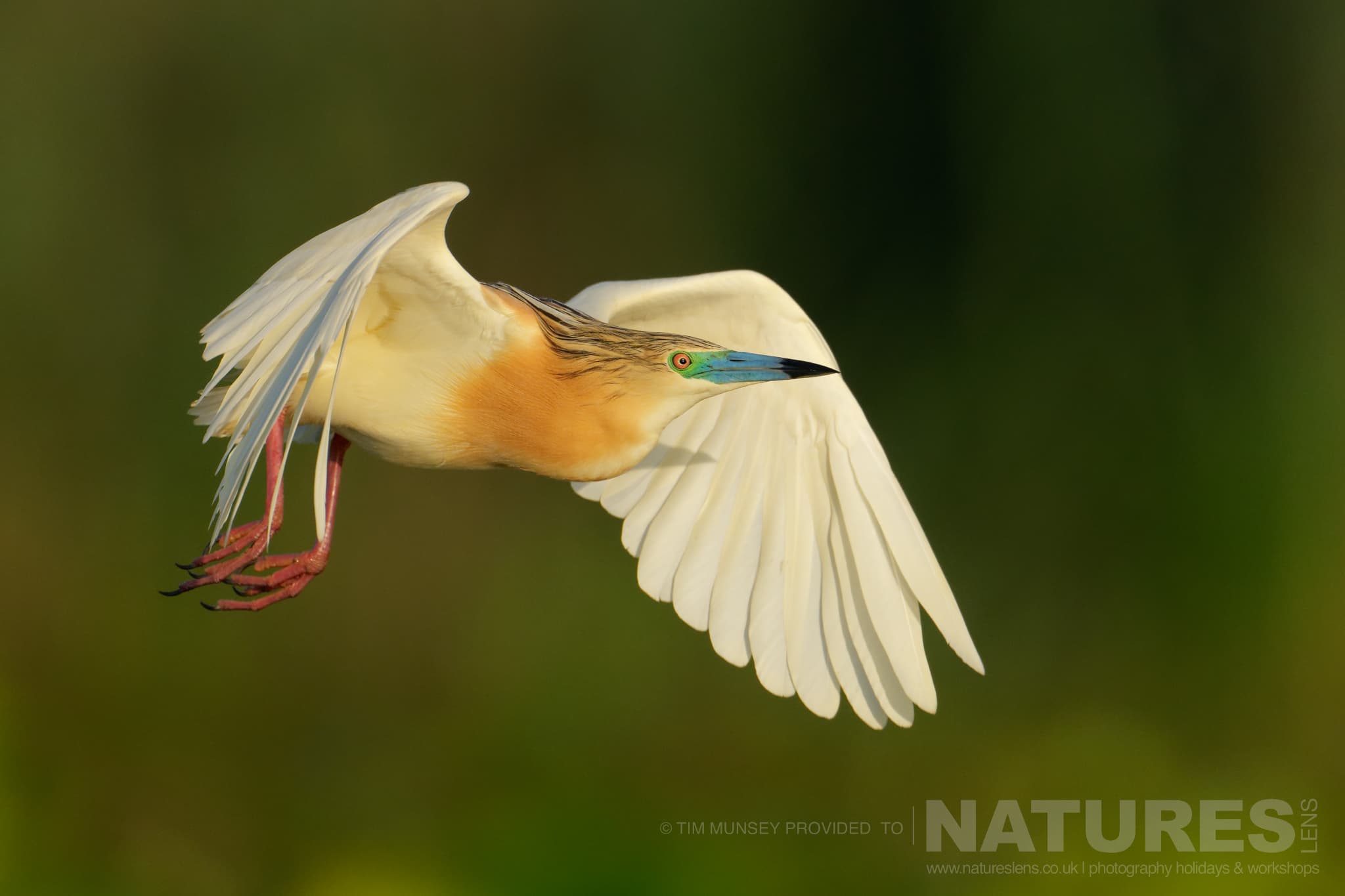 A Squacco Heron In Flight One Of The Species That Features On The Natureslens Birds Of The Danube Delta Photography Holiday