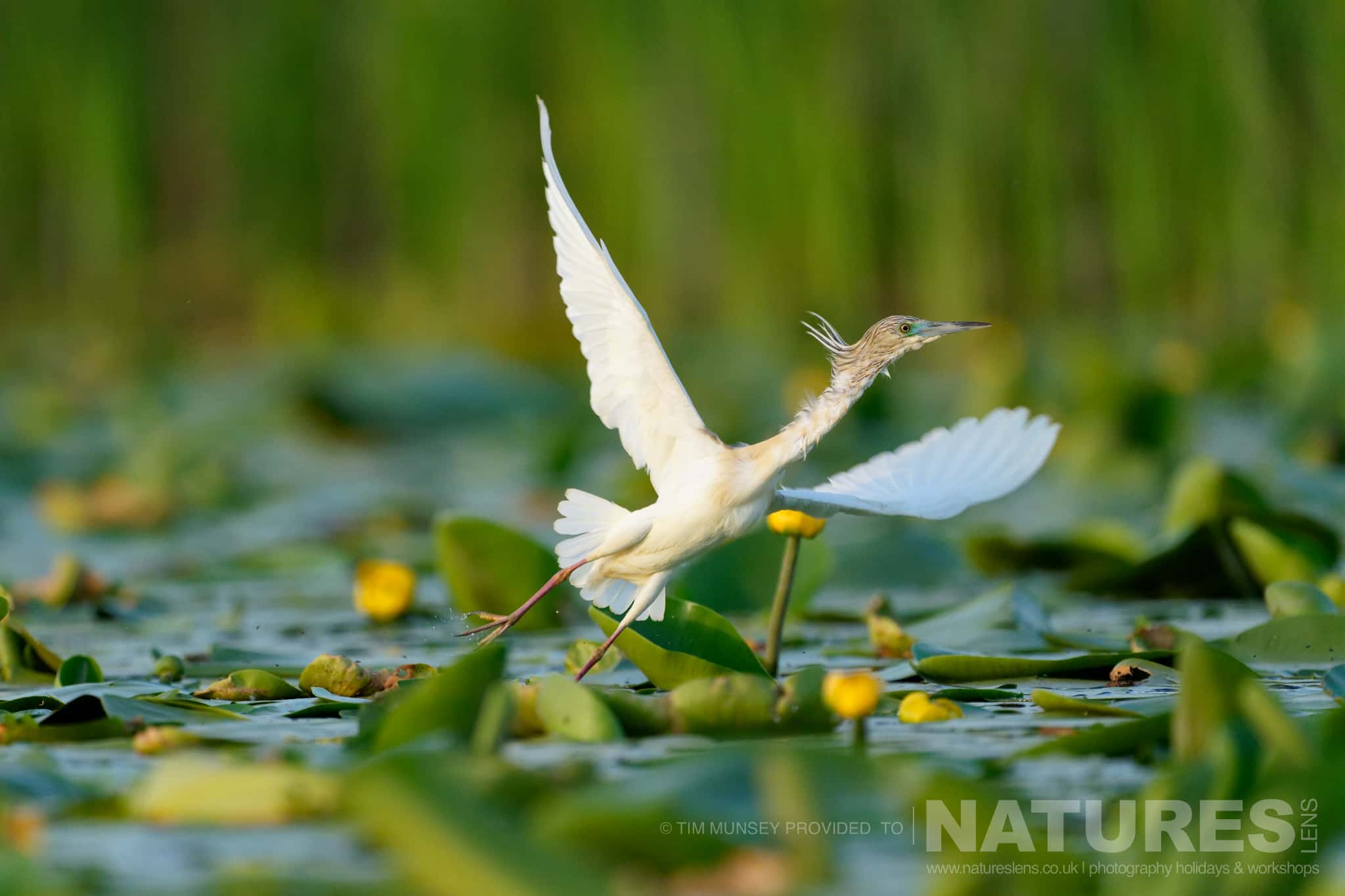 A Squacco Heron Takes Flight One Of The Species That Features On The Natureslens Birds Of The Danube Delta Photography Holiday