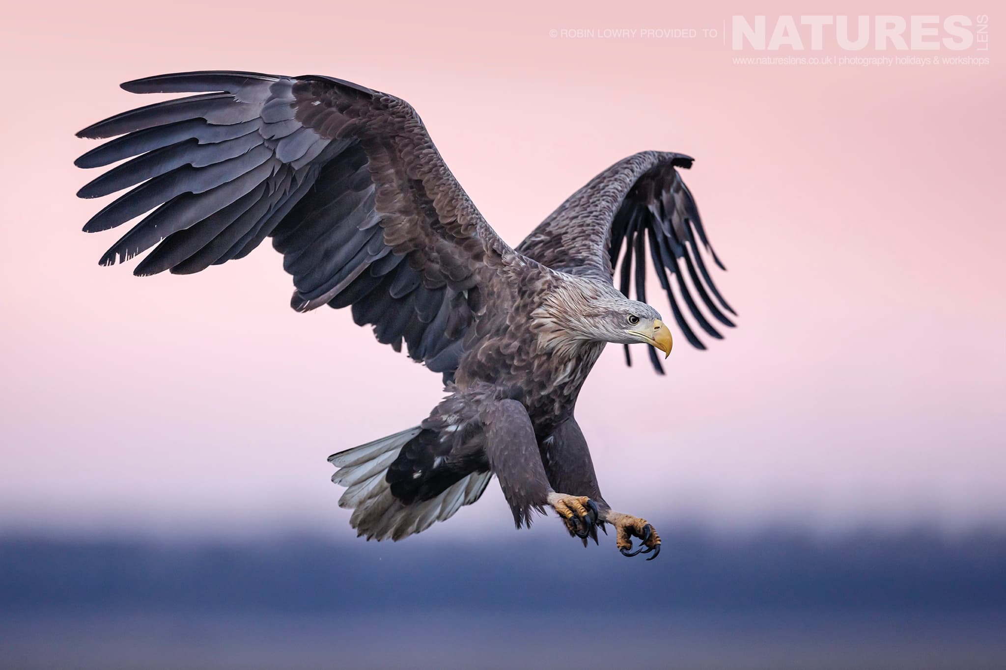A White Tailed Eagle Comes In To Land Against A Pink Sky The Largest Bird Species Found Amongst The Wildlife Of The Hortobágy National Park In Hungary