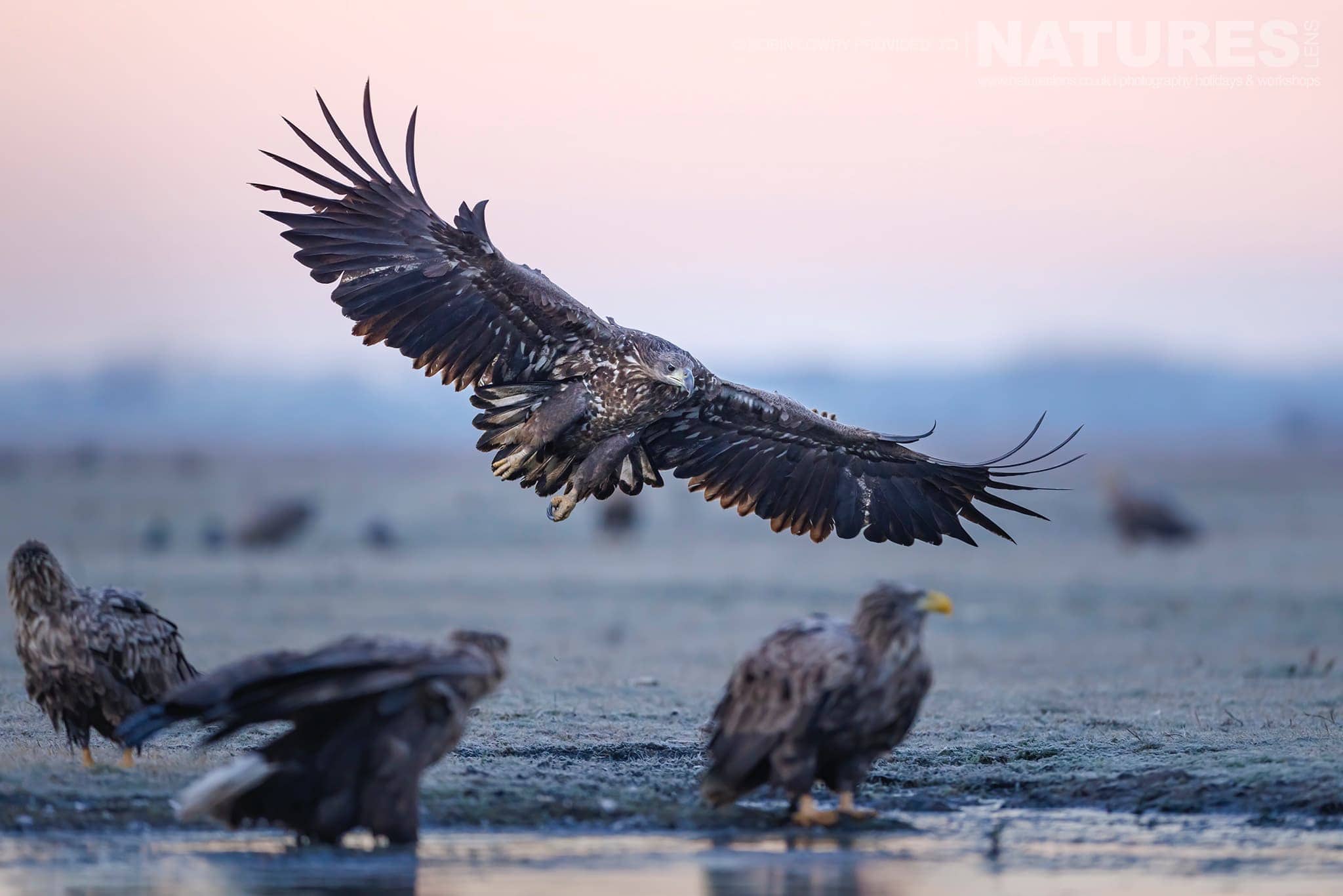 A White Tailed Eagle Comes In To Land The Largest Bird Species Found Amongst The Wildlife Of The Hortobágy National Park In Hungary
