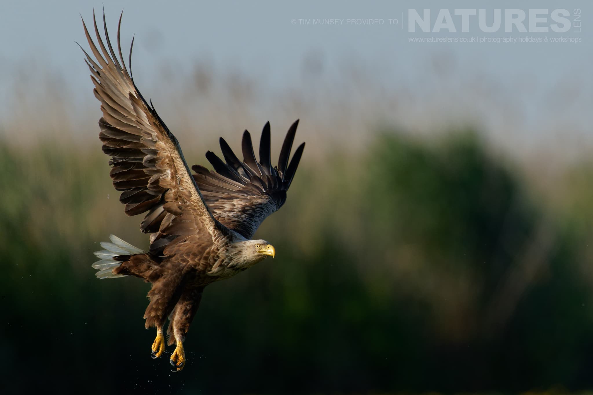 A White Tailed Eagle In Flight One Of The Species That Features On The Natureslens Birds Of The Danube Delta Photography Holiday