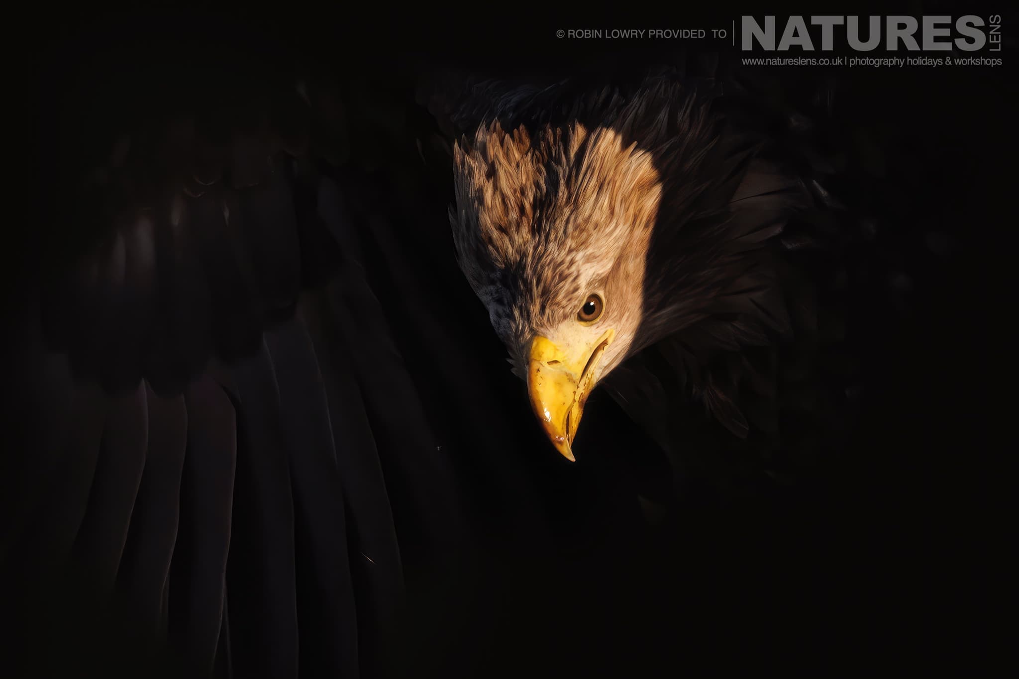 A White Tailed Eagle Only Partially Illuminated Due To The Golden Light The Largest Bird Species Found Amongst The Wildlife Of The Hortobágy National Park In Hungary