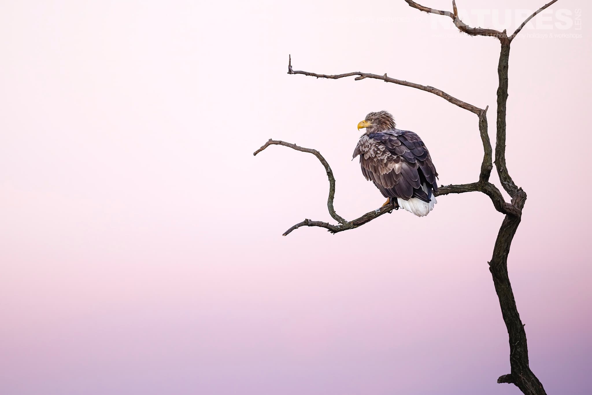 A White Tailed Eagle Perched Against A Pink Sky The Largest Bird Species Found Amongst The Wildlife Of The Hortobágy National Park In Hungary