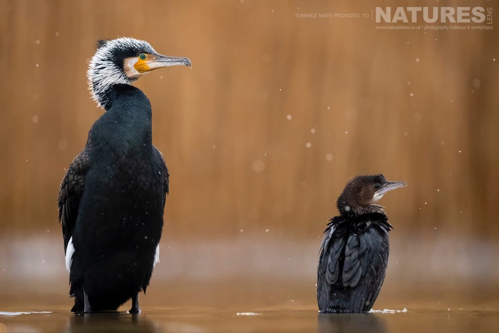 Alert Wading Birds At Bence Mates Photography Hides During The Hungarian Winter Alert Wading Birds At Bence Mates Photography Hides During The Hungarian Winter