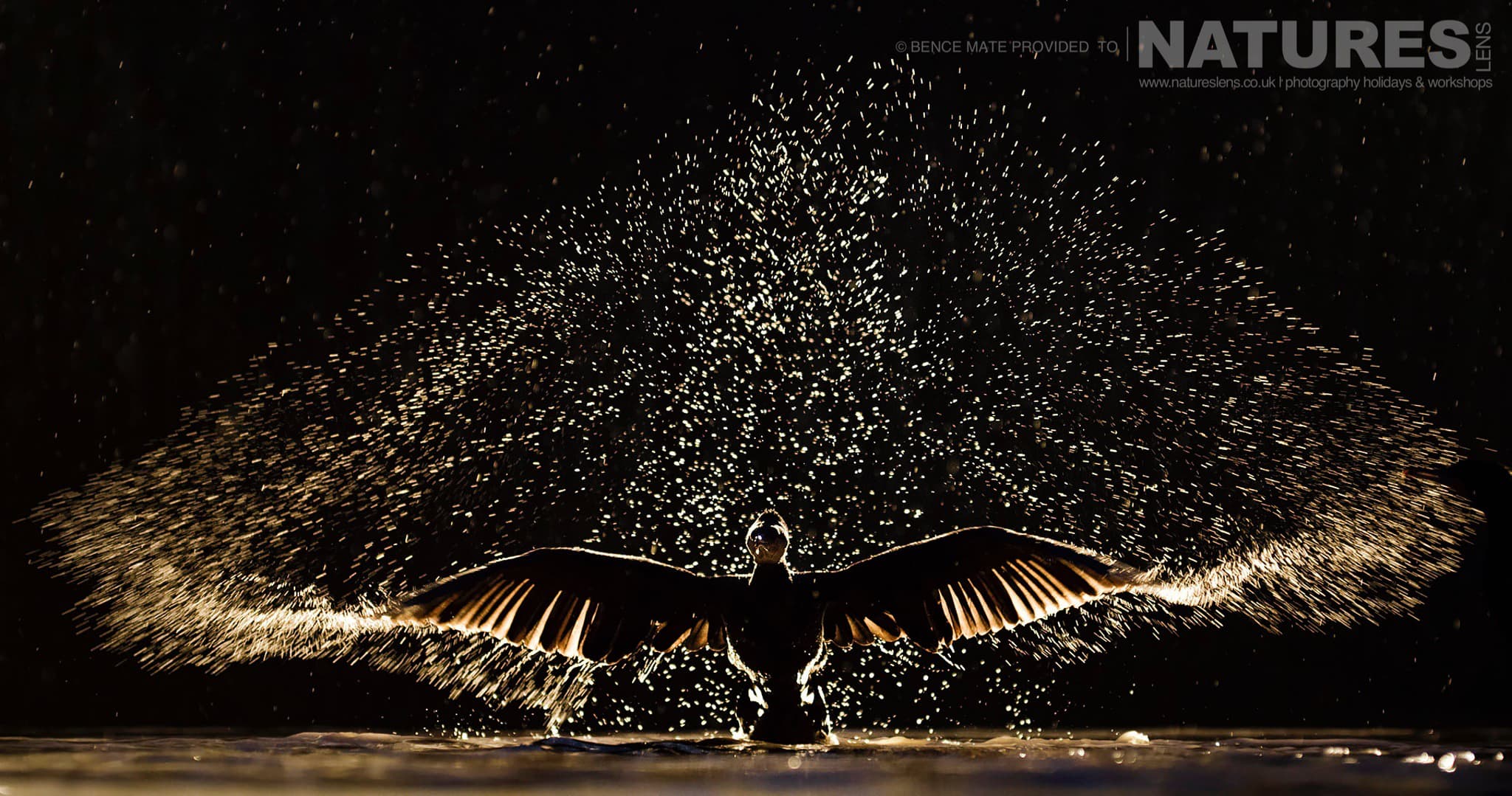 Amazing Backlit opportunities at Bence Máté's Photography Hides during the Hungarian Winter