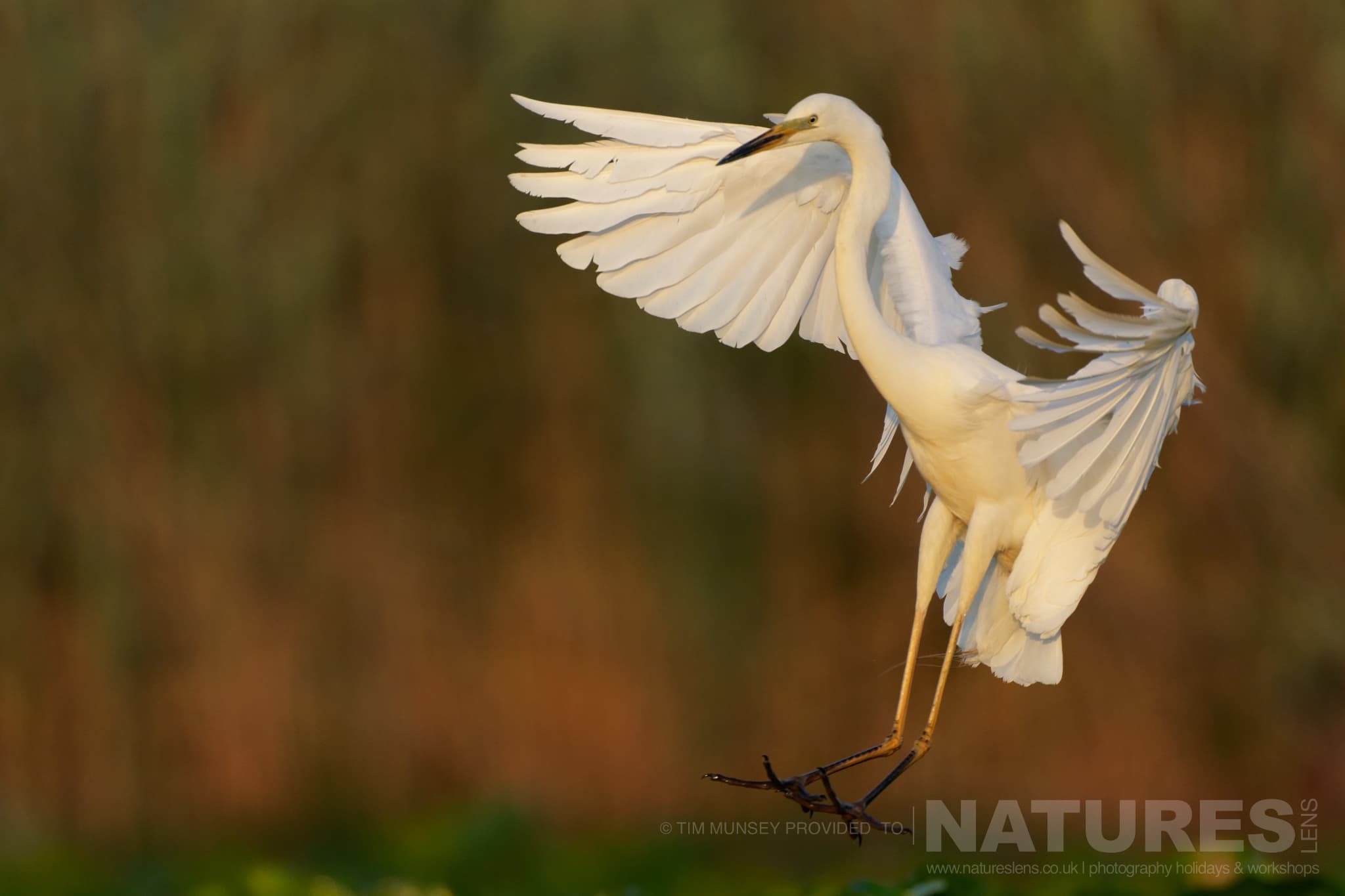 An Egret Comes In To Land One Of The Species That Features On The Natureslens Birds Of The Danube Delta Photography Holiday