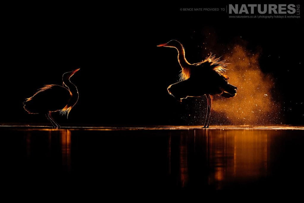 Backlit Herons At Bence Mates Photography Hides During The Hungarian Winter Backlit Herons At Bence Mates Photography Hides During The Hungarian Winter